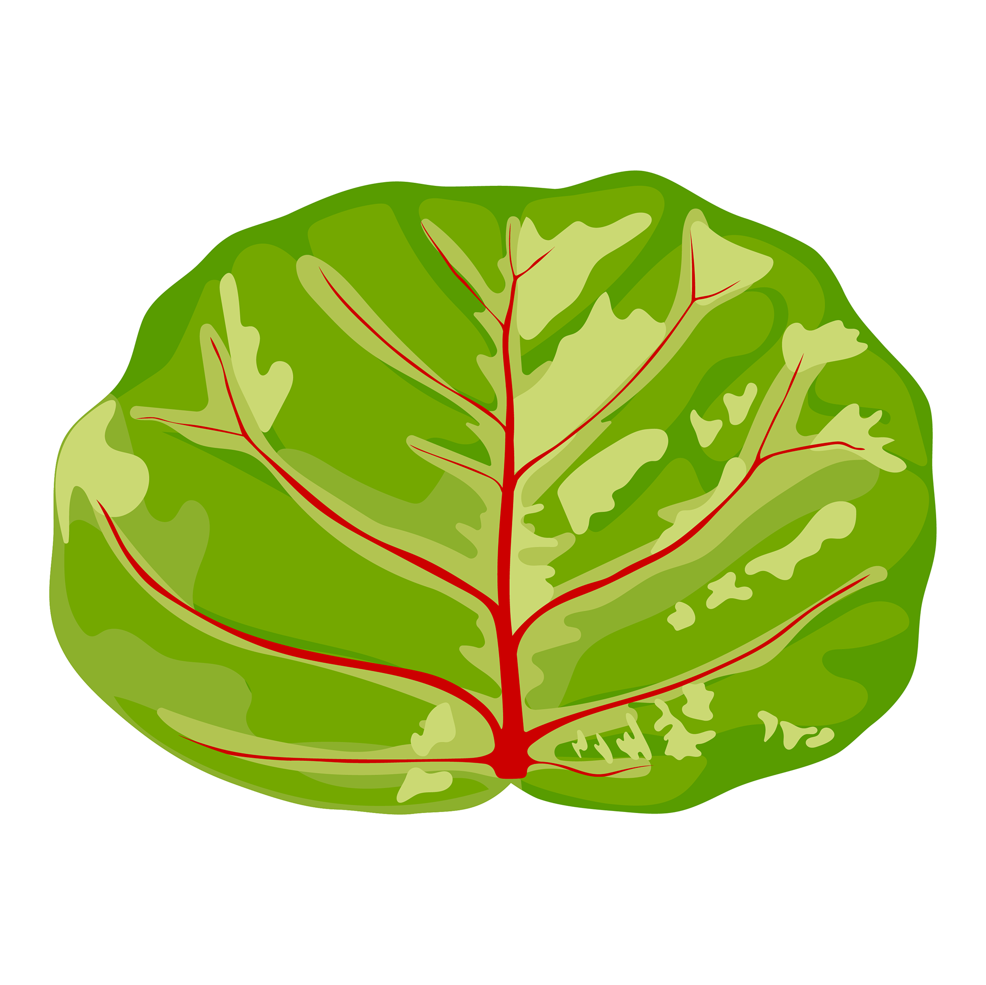 Apple Pencil, Procreate, Illustrator