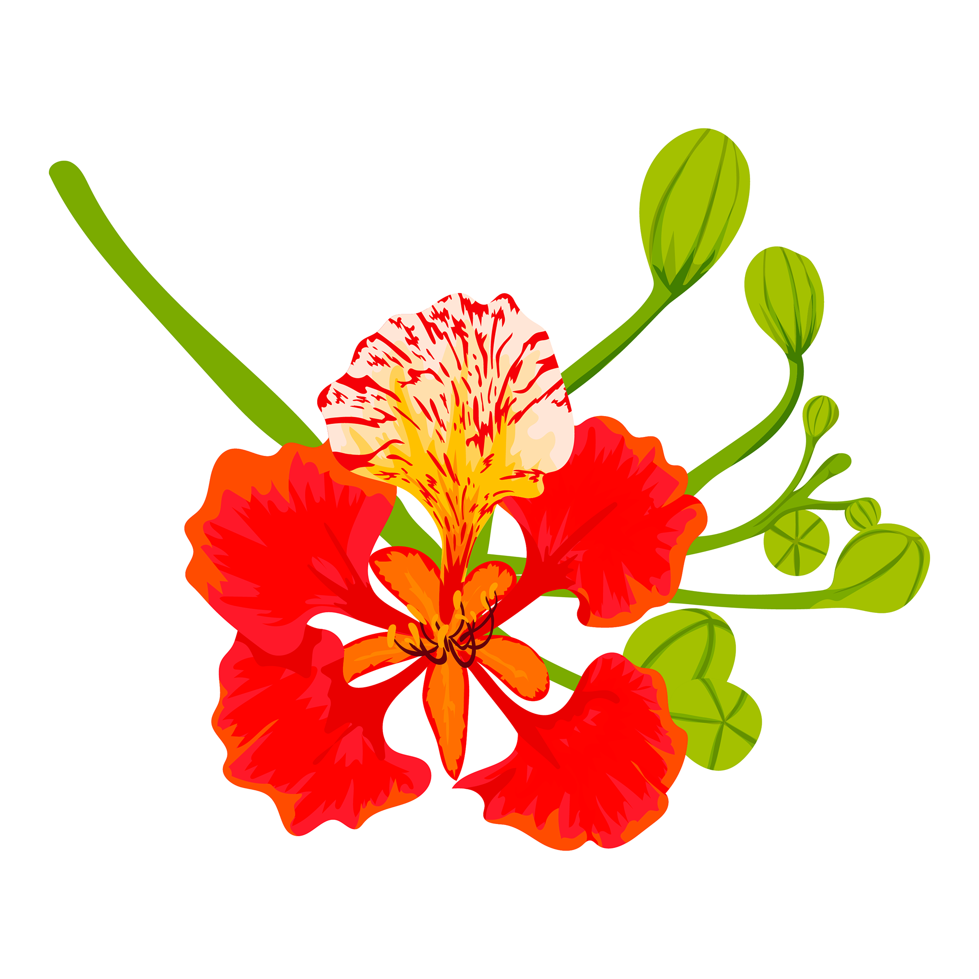 Apple Pencil, Procreate, Illustrator