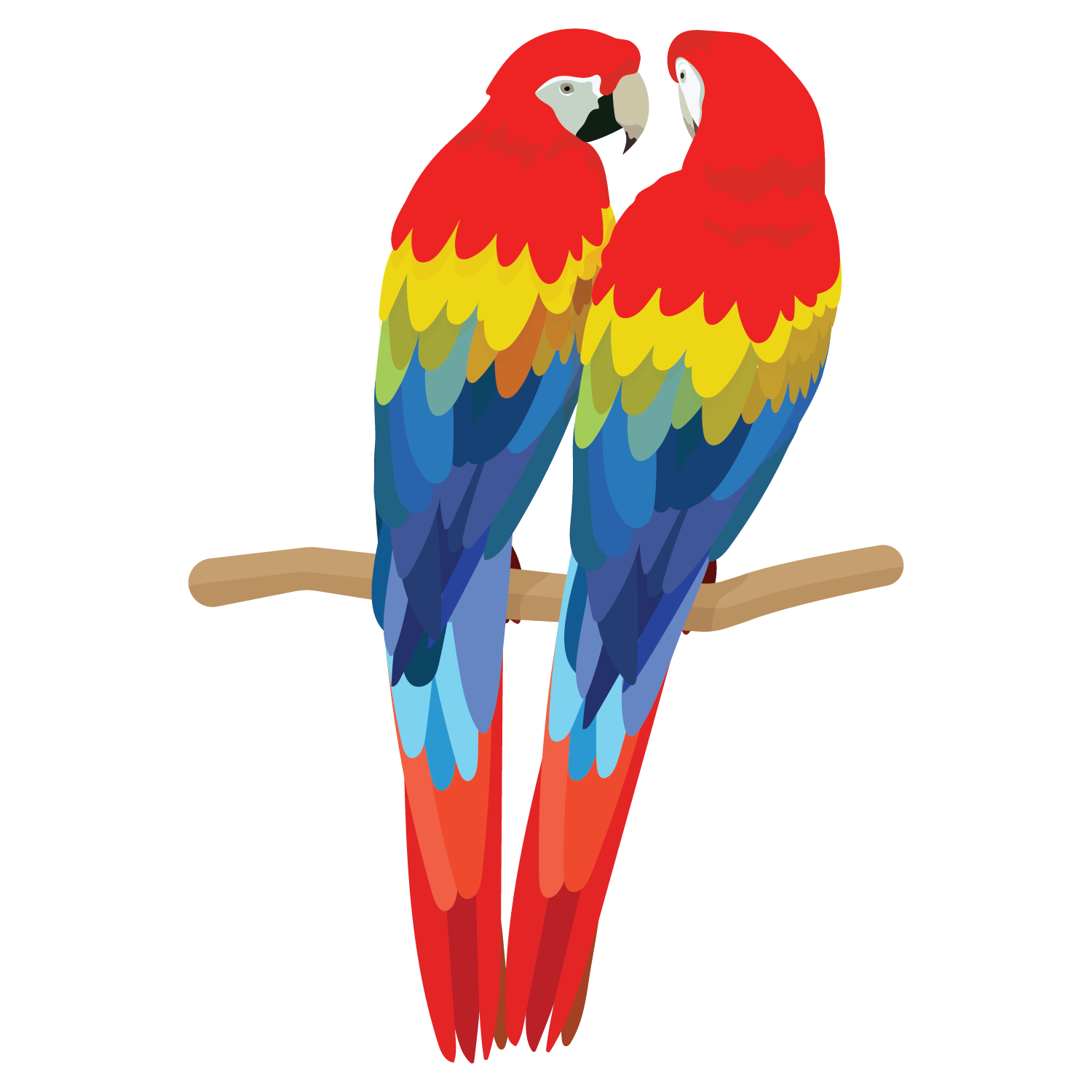 Apple Pencil, Procreate, Illustrator