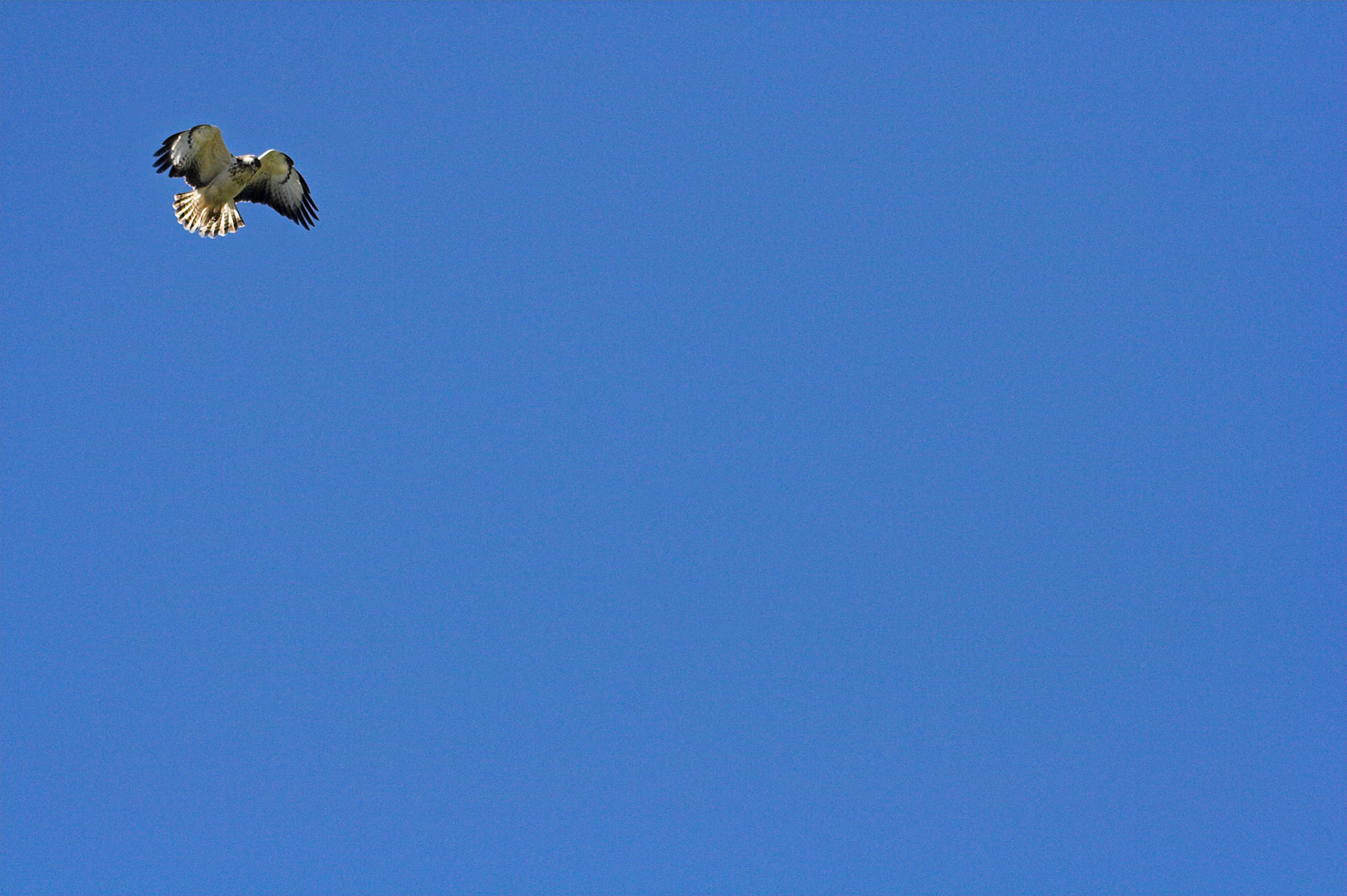 Förmodligen en mycket ljus Ormvråk, en sk. spökvråk