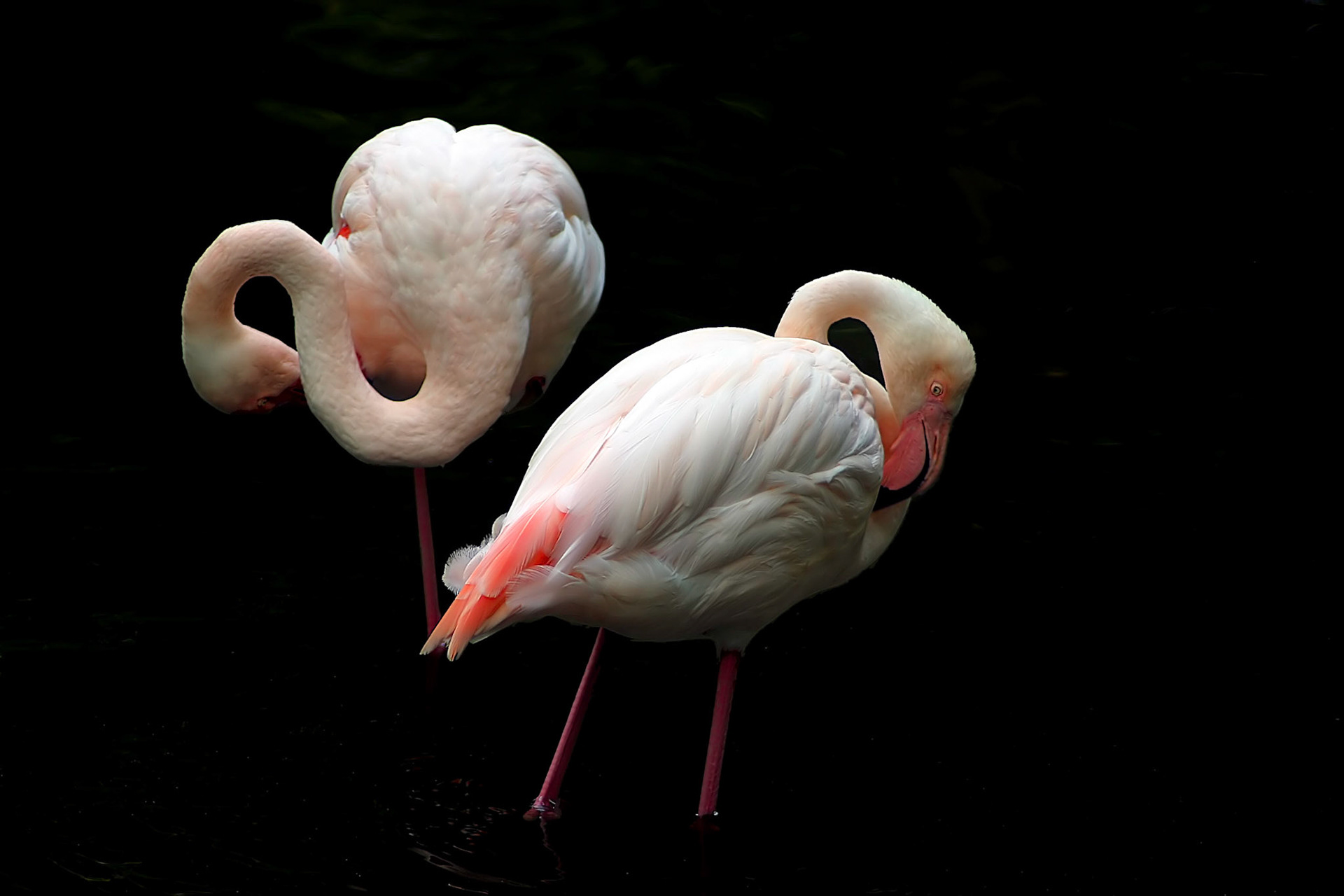Flamingos