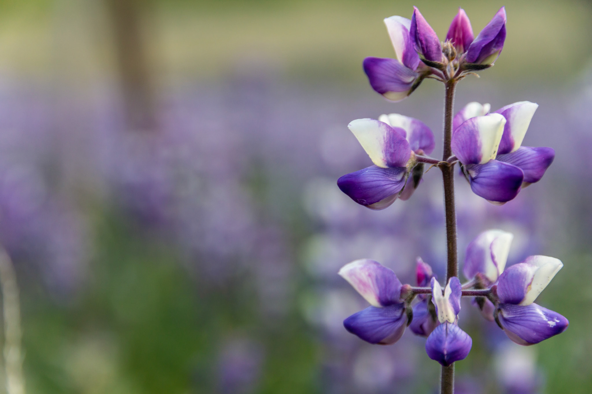 Descanso Gardens in La Cañada Flintridge, CA