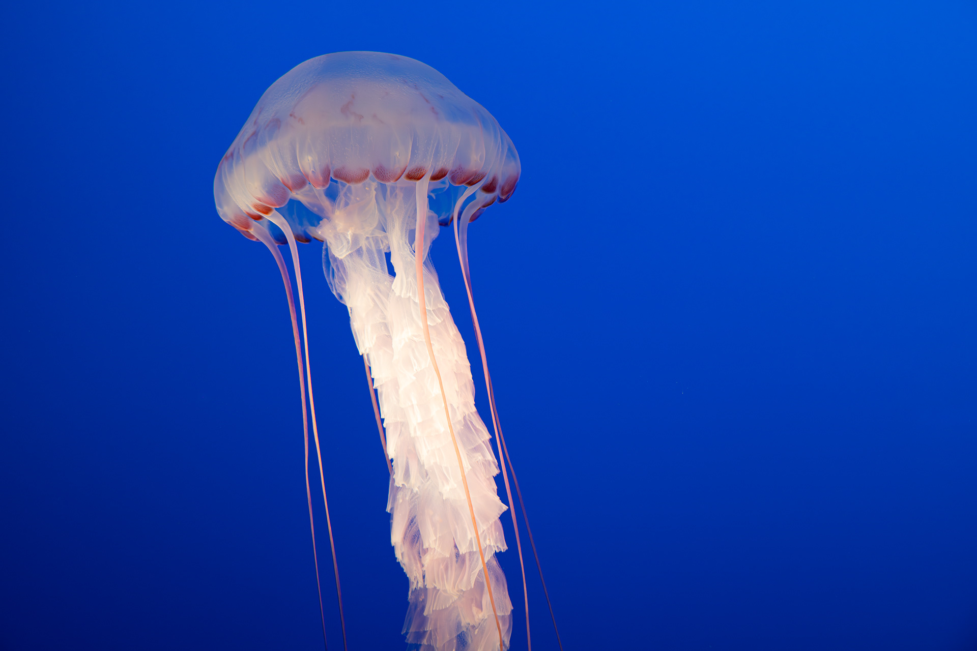Monterey Bay Aquarium