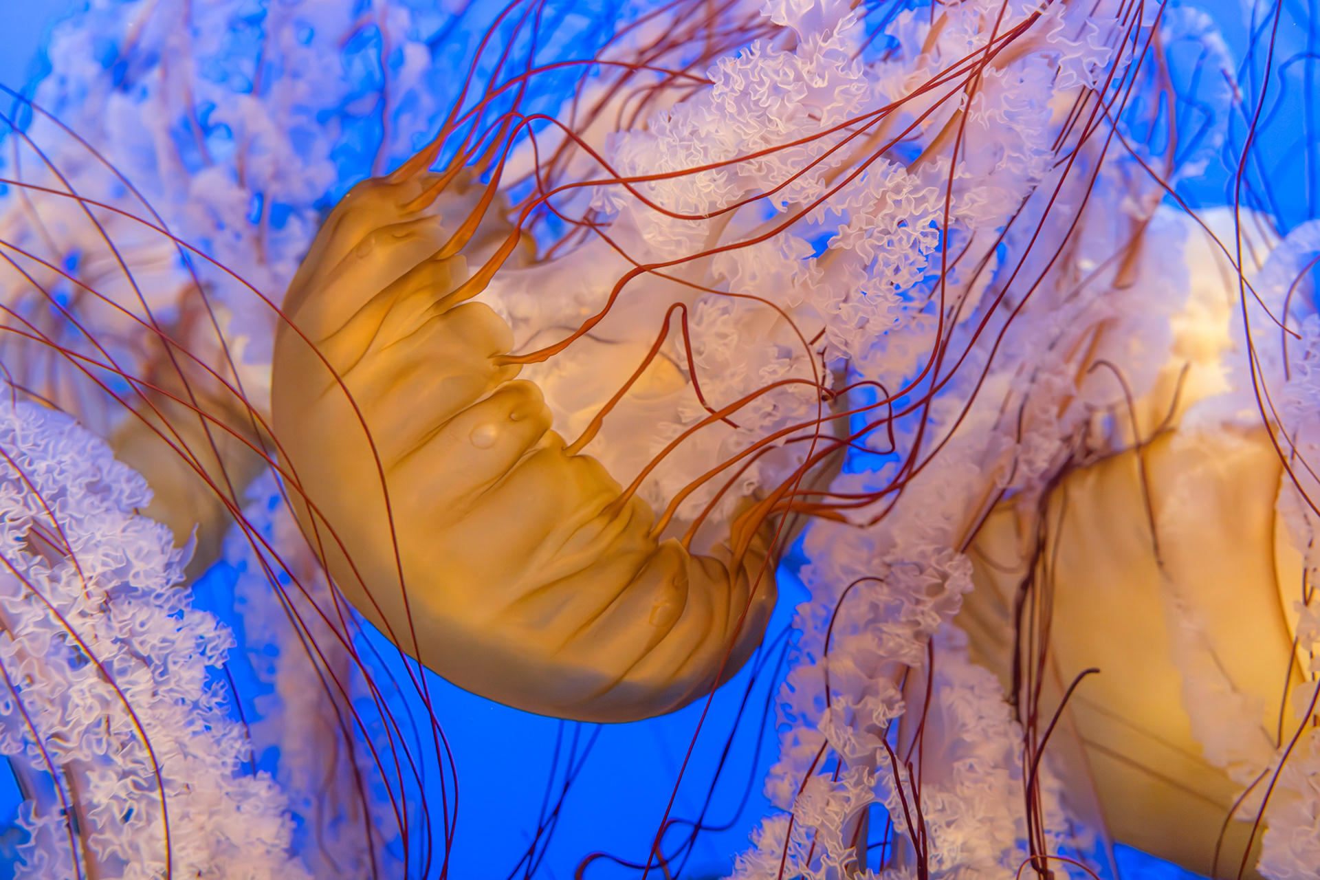 Monterey Bay Aquarium
