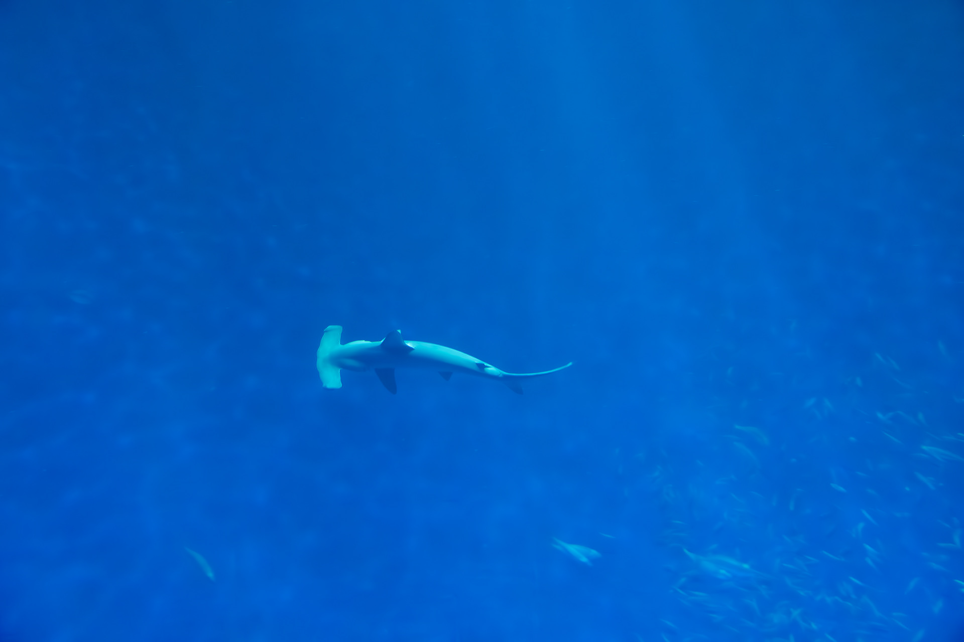 Monterey Bay Aquarium