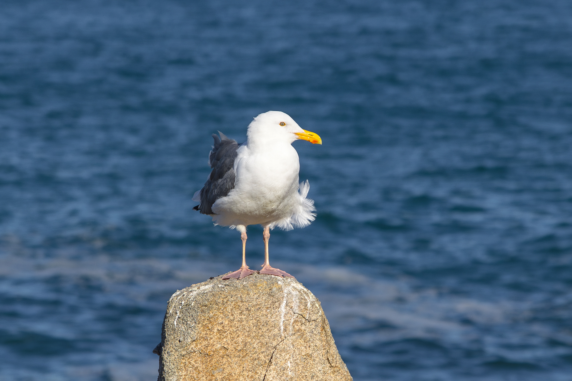 17 Mile Drive, Monterey, California