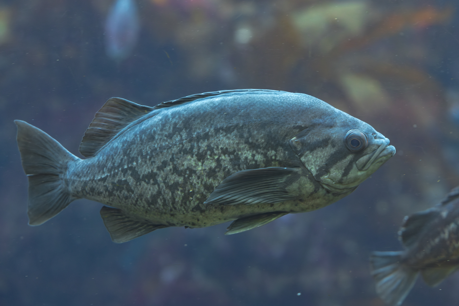 Monterey Bay Aquarium