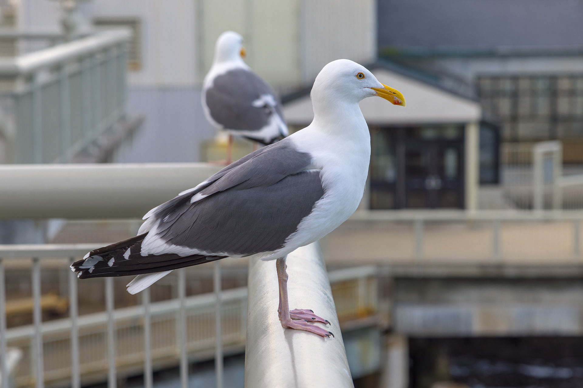 Monterey Bay Aquarium