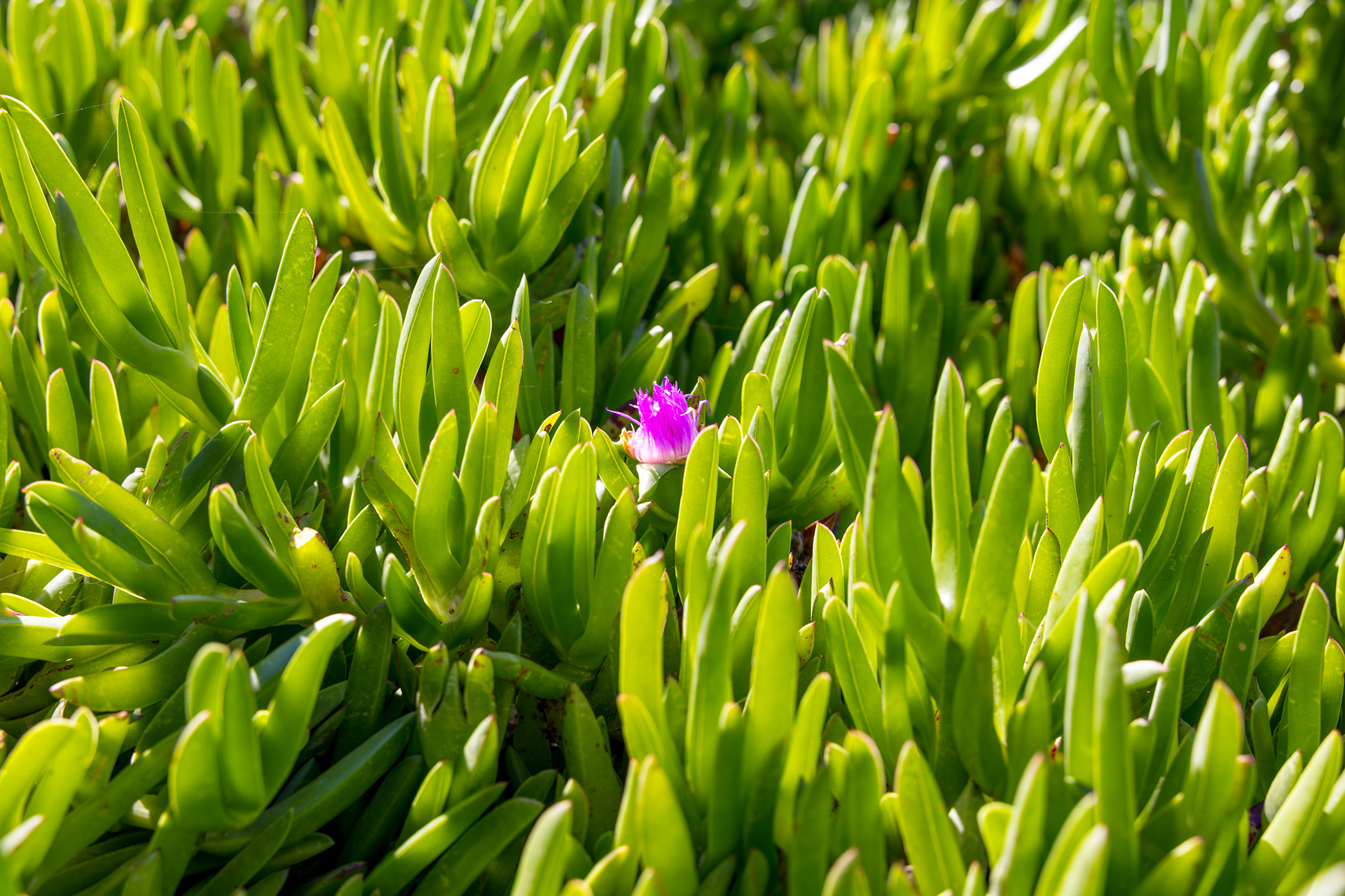 17 Mile Drive, Monterey, California