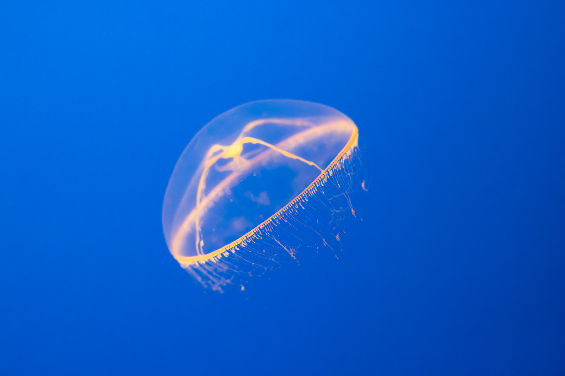 Monterey Bay Aquarium