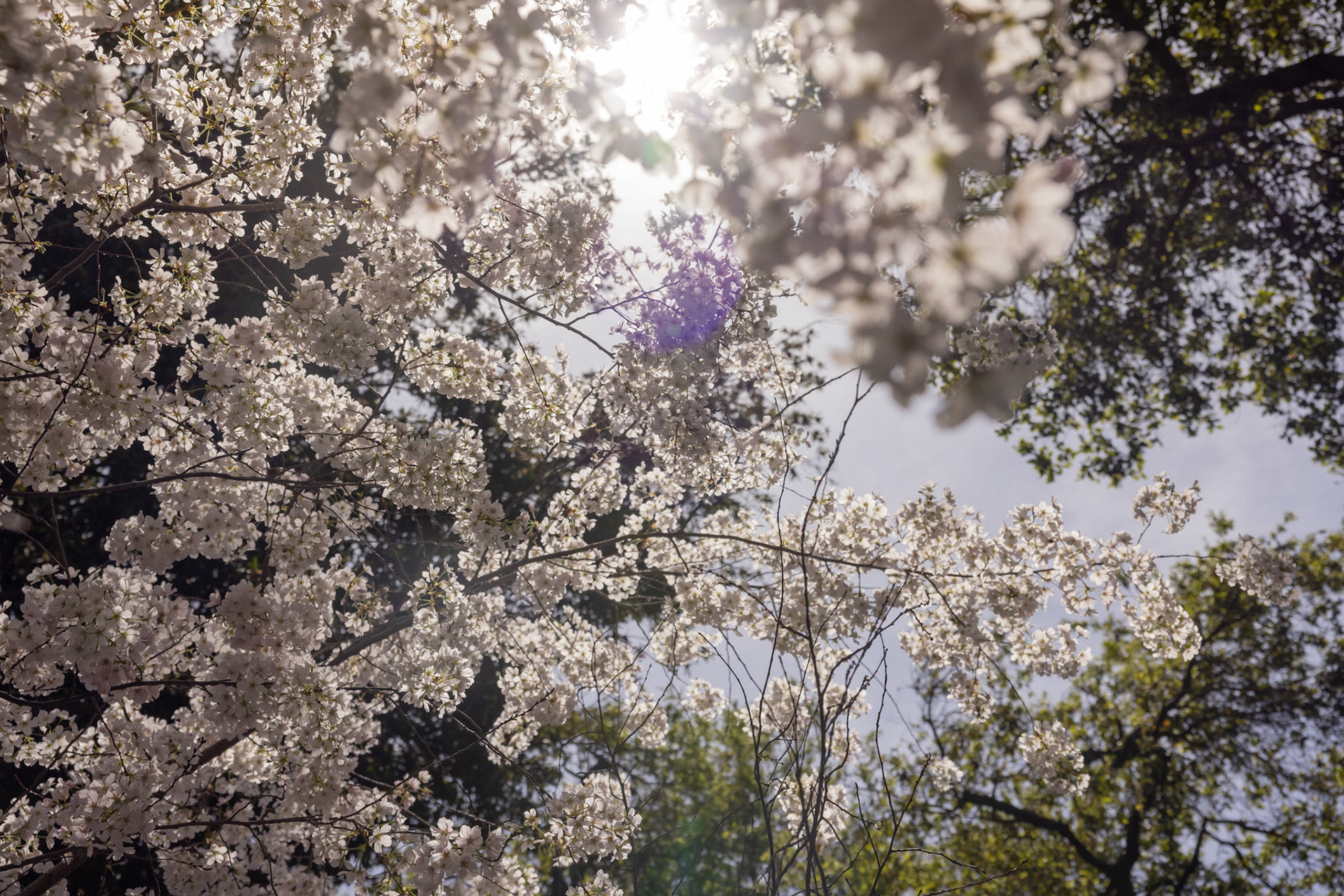 Descanso Gardens in La Cañada Flintridge, CA