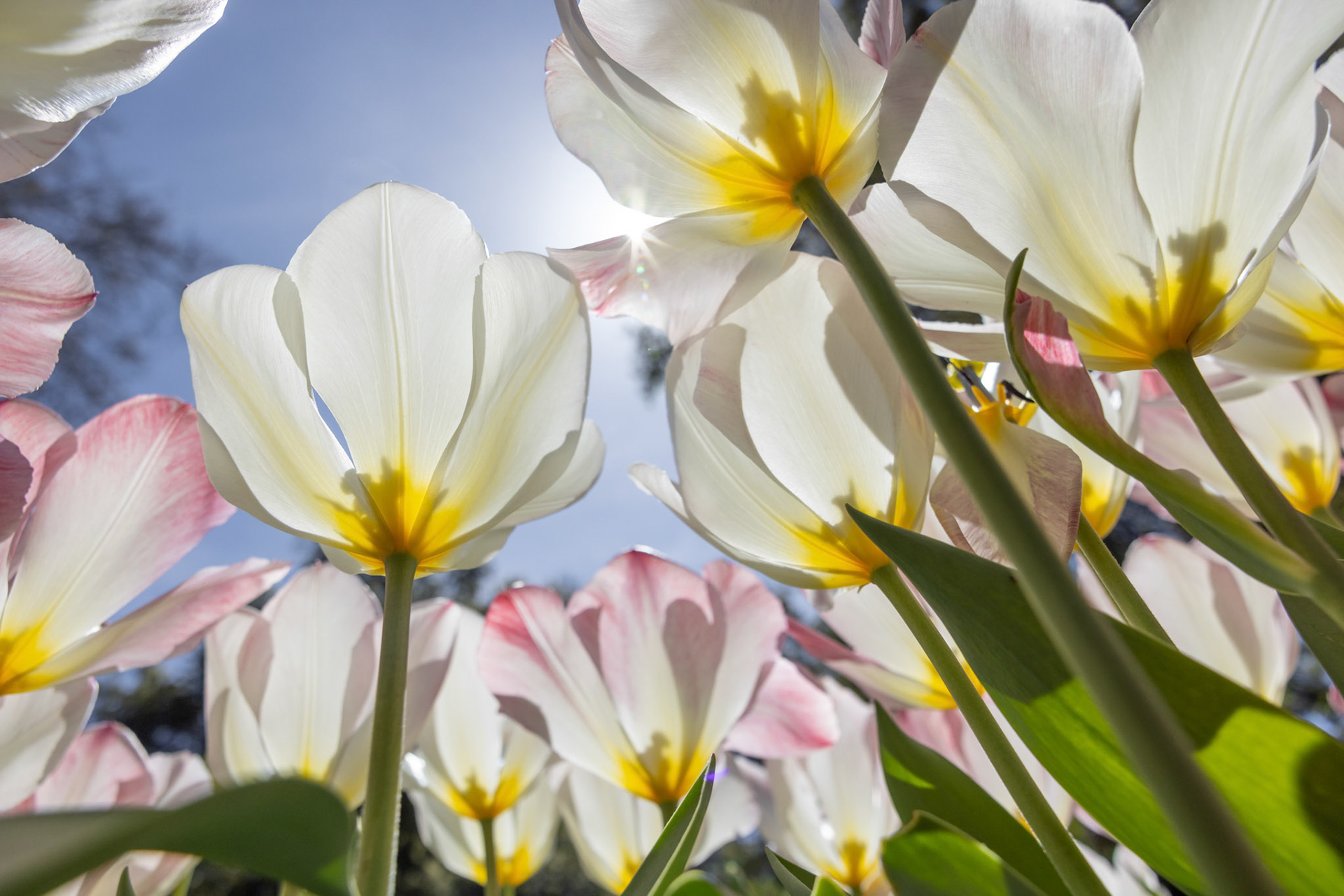 Descanso Gardens in La Cañada Flintridge, CA