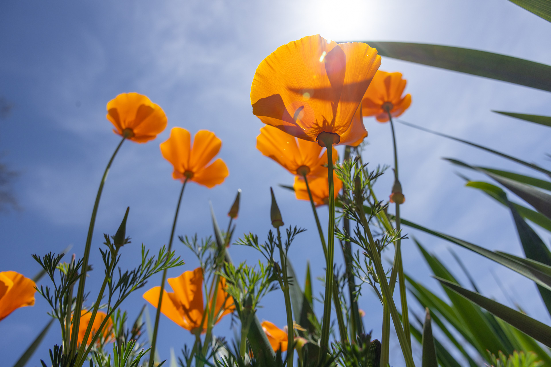 Descanso Gardens in La Cañada Flintridge, CA