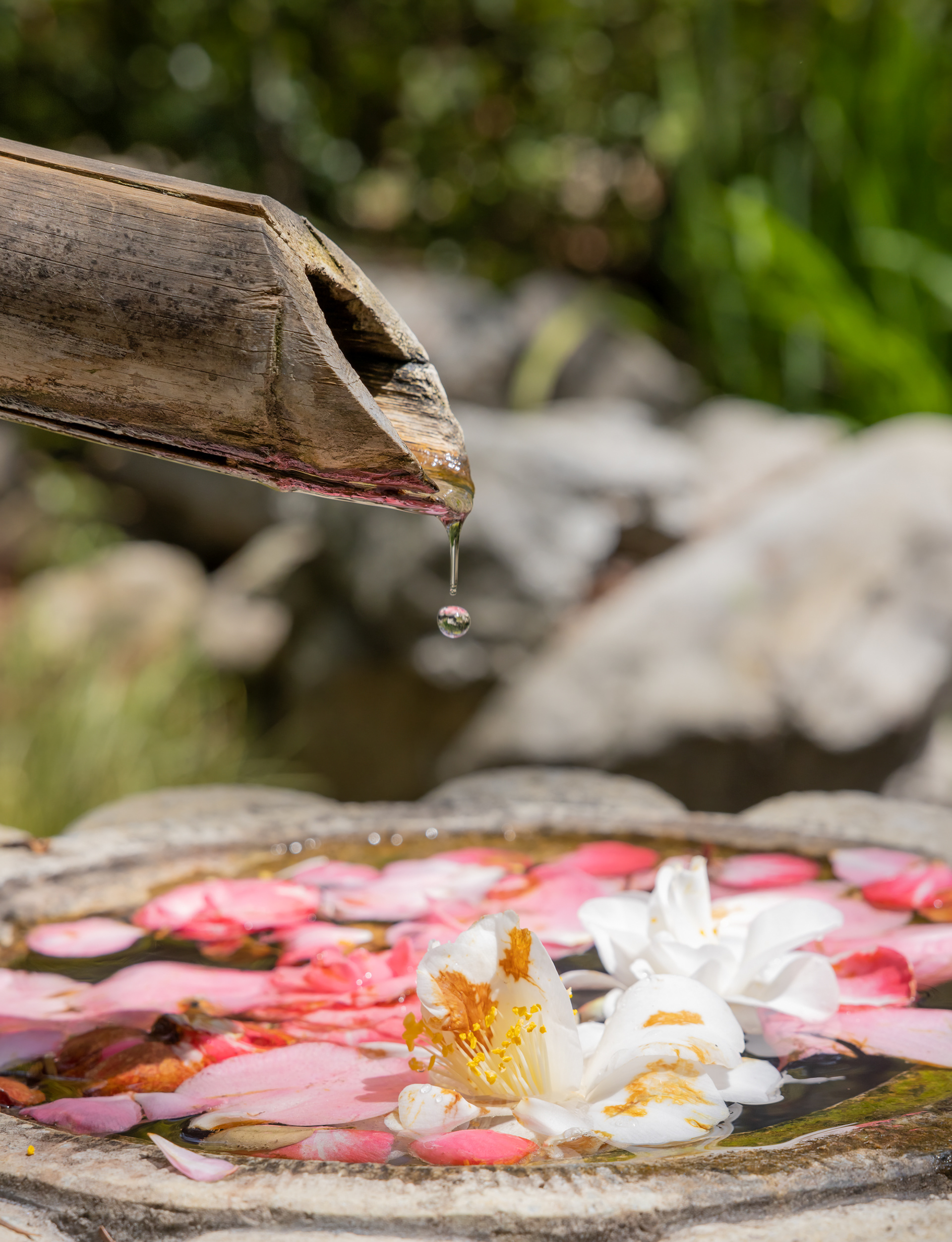 Descanso Gardens in La Cañada Flintridge, CA