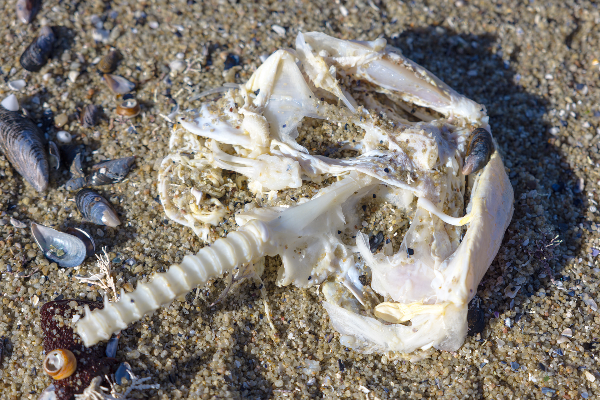 Bat Ray Skeleton?