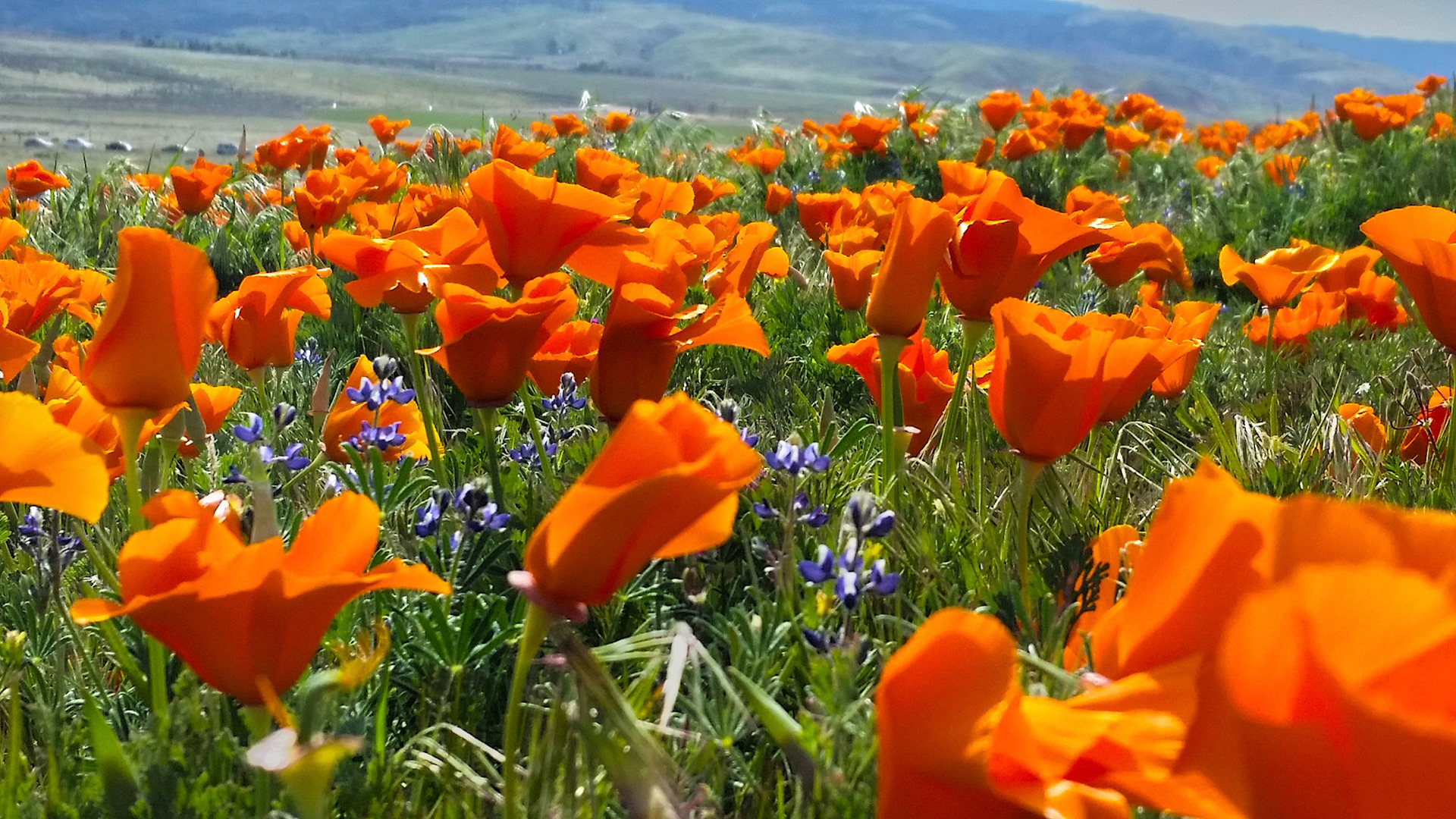California Poppy Reserve
