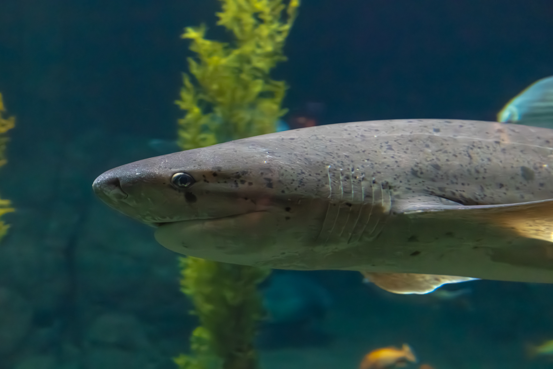 Monterey Bay Aquarium