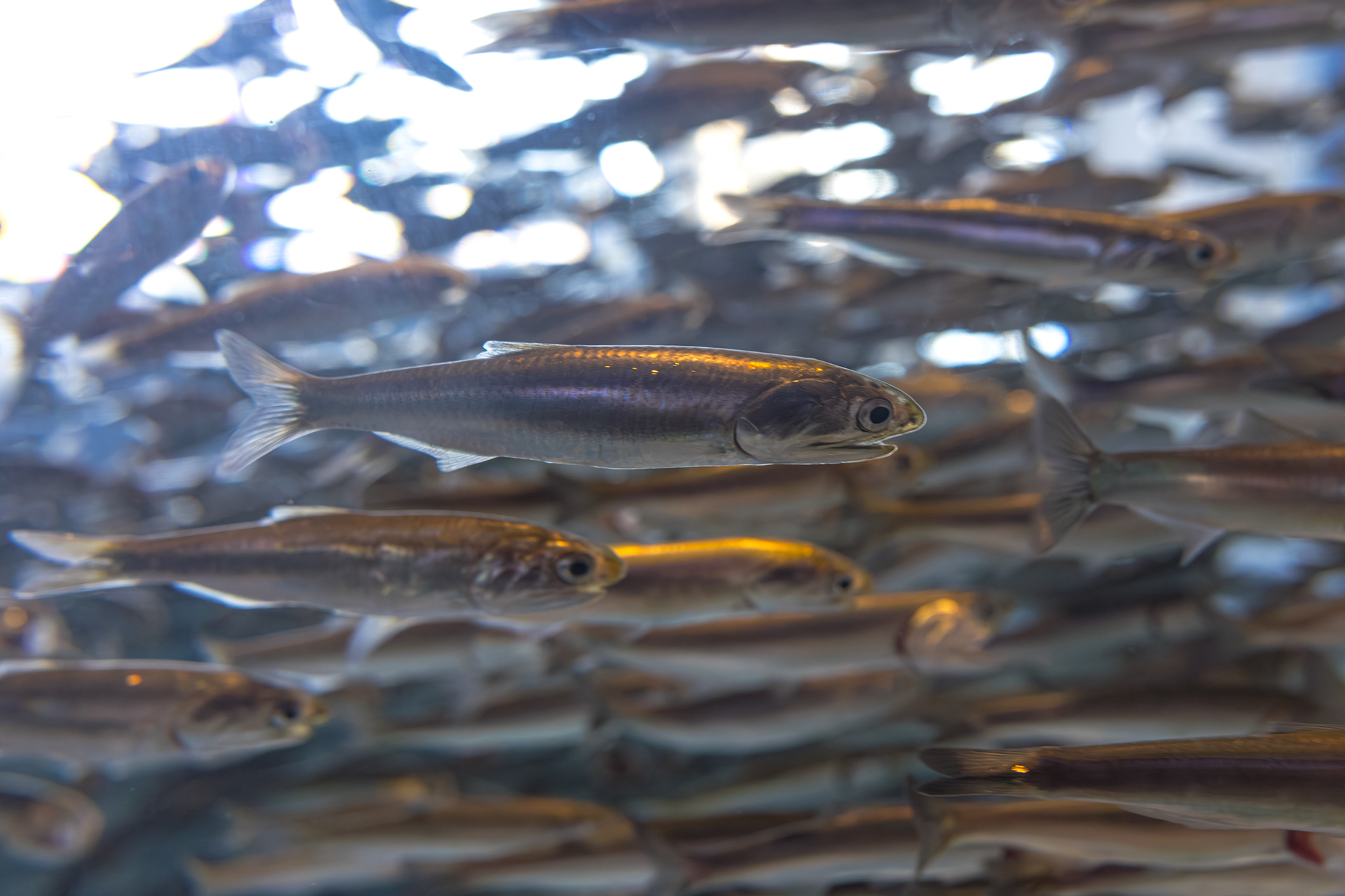 Monterey Bay Aquarium