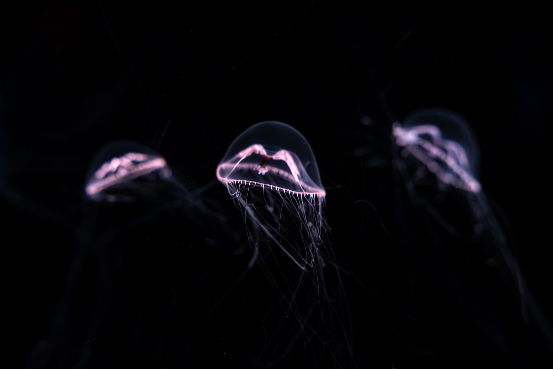 Monterey Bay Aquarium