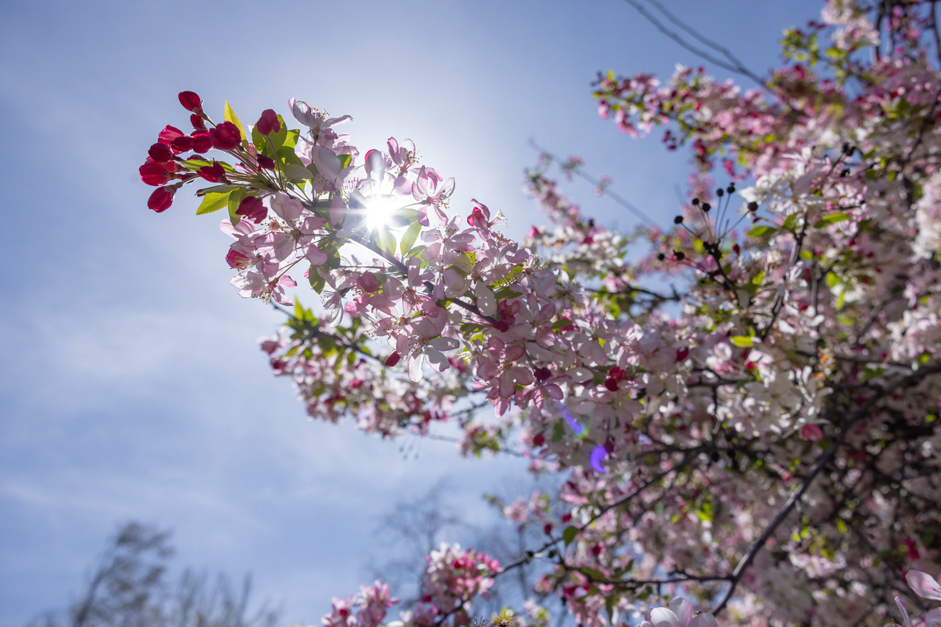 Descanso Gardens in La Cañada Flintridge, CA