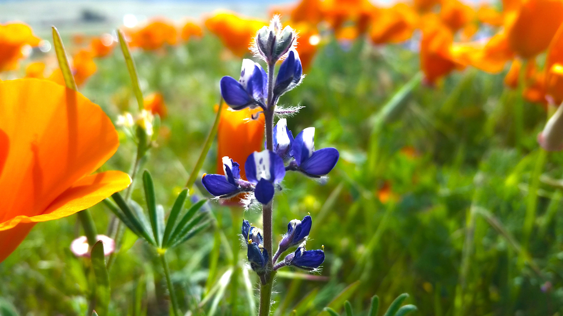 California Poppy Reserve