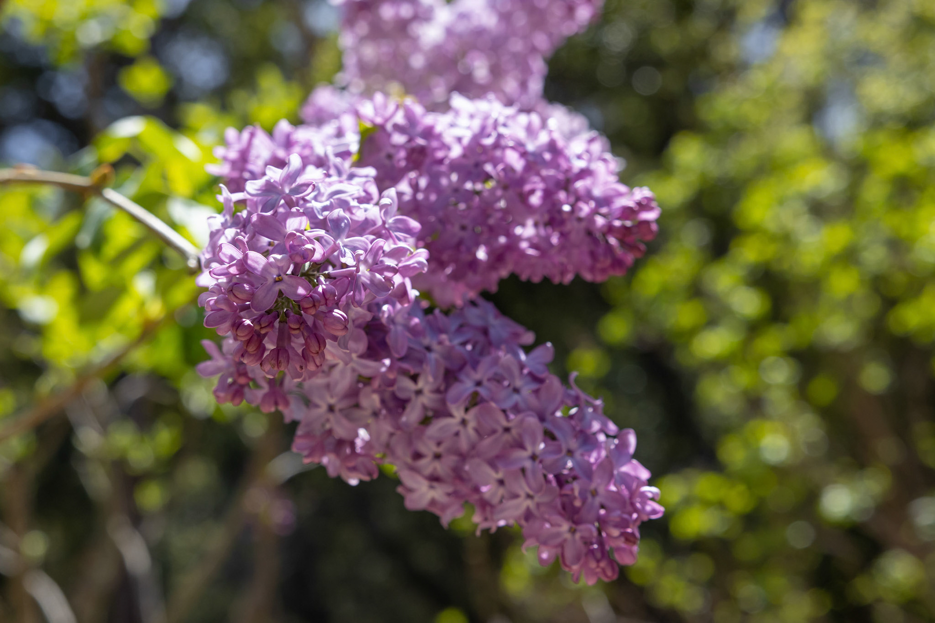Descanso Gardens in La Cañada Flintridge, CA