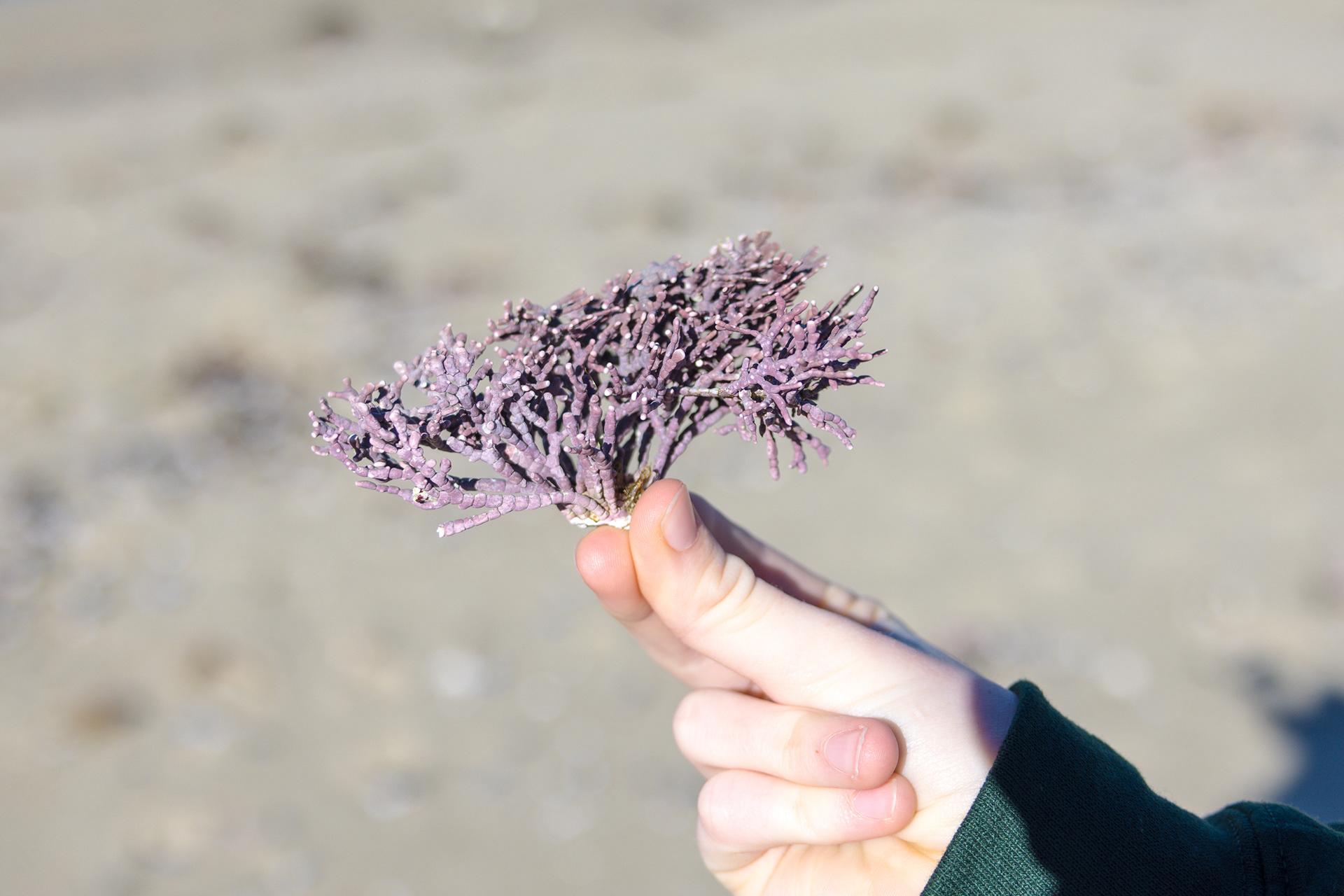 17 Mile Drive, Monterey, California