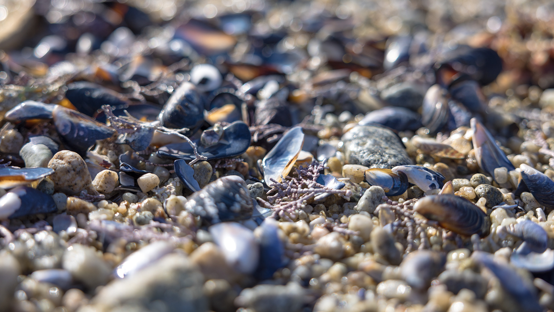 17 Mile Drive, Monterey, California