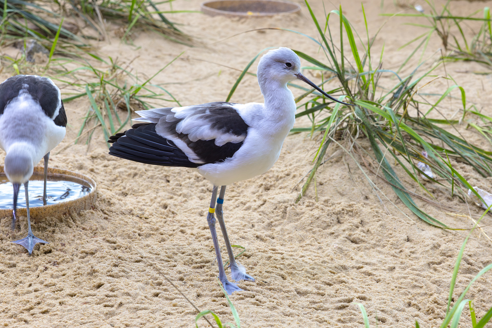 Monterey Bay Aquarium