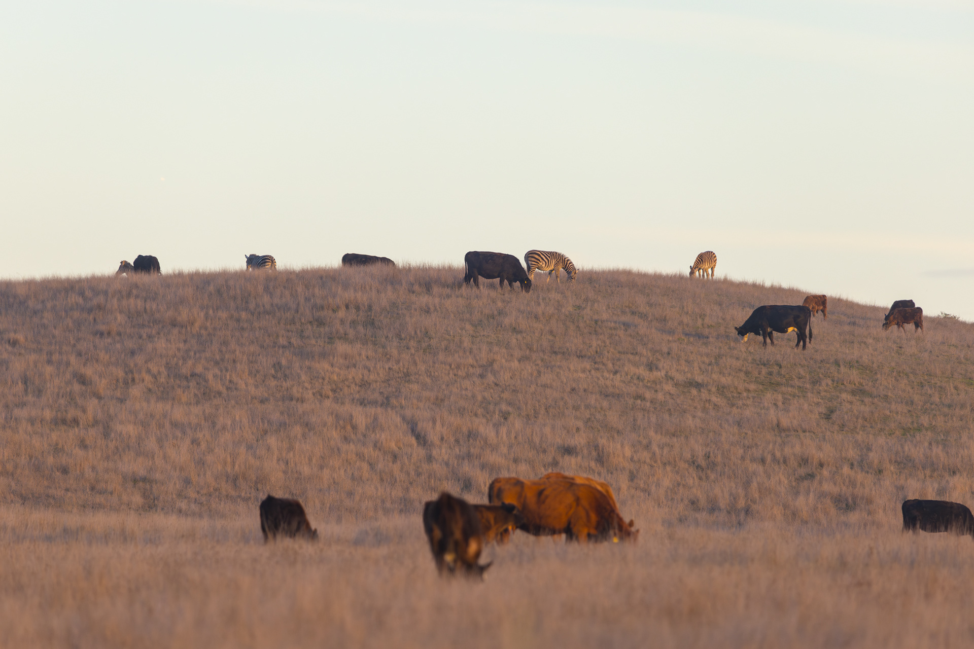Hearst Castle, Sam Simeon, California