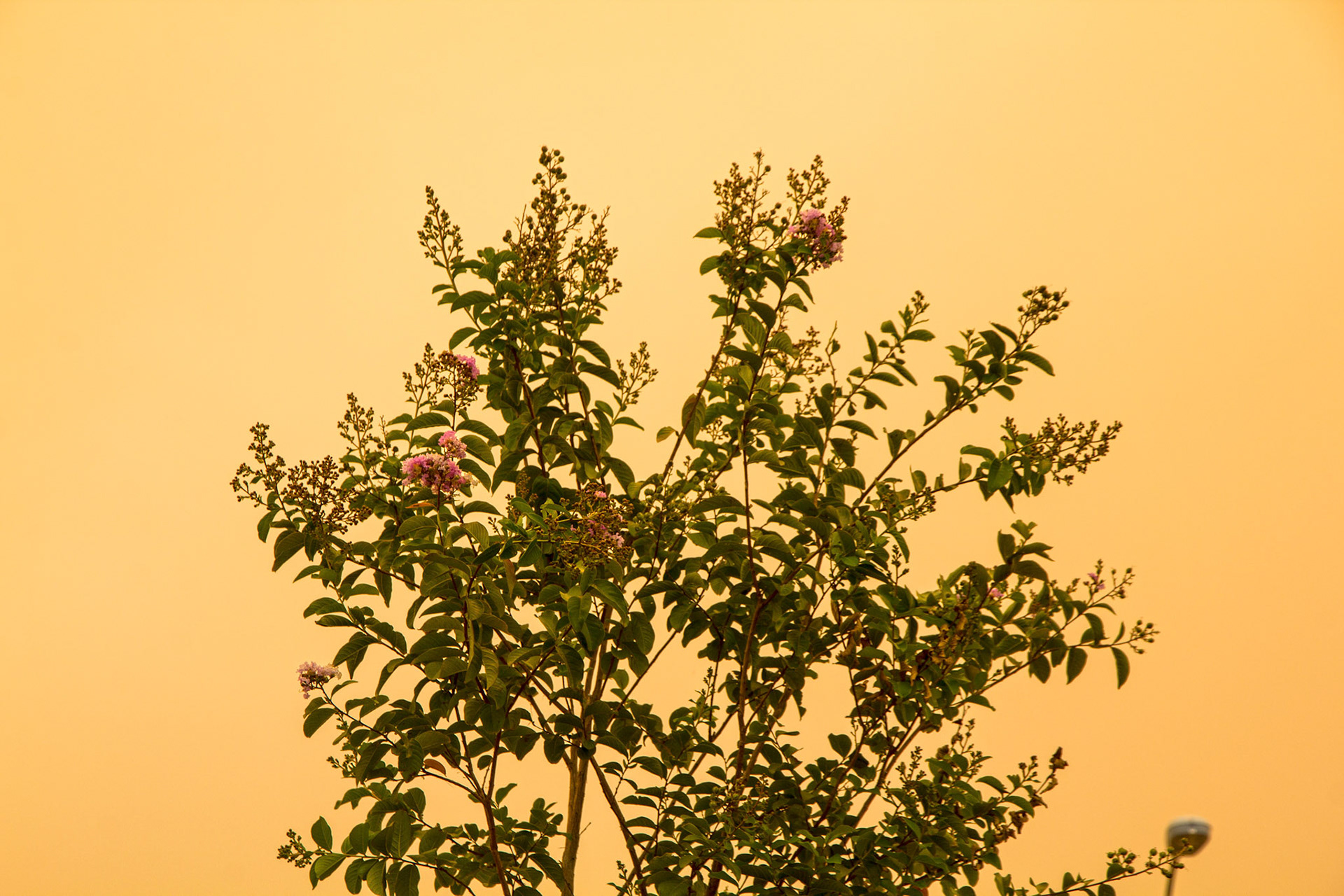 Young Tree, Wildfire Smoke