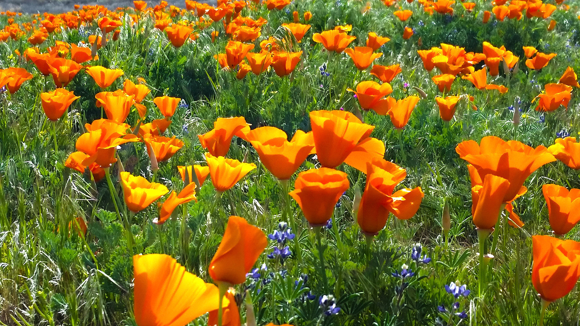 California Poppy Reserve