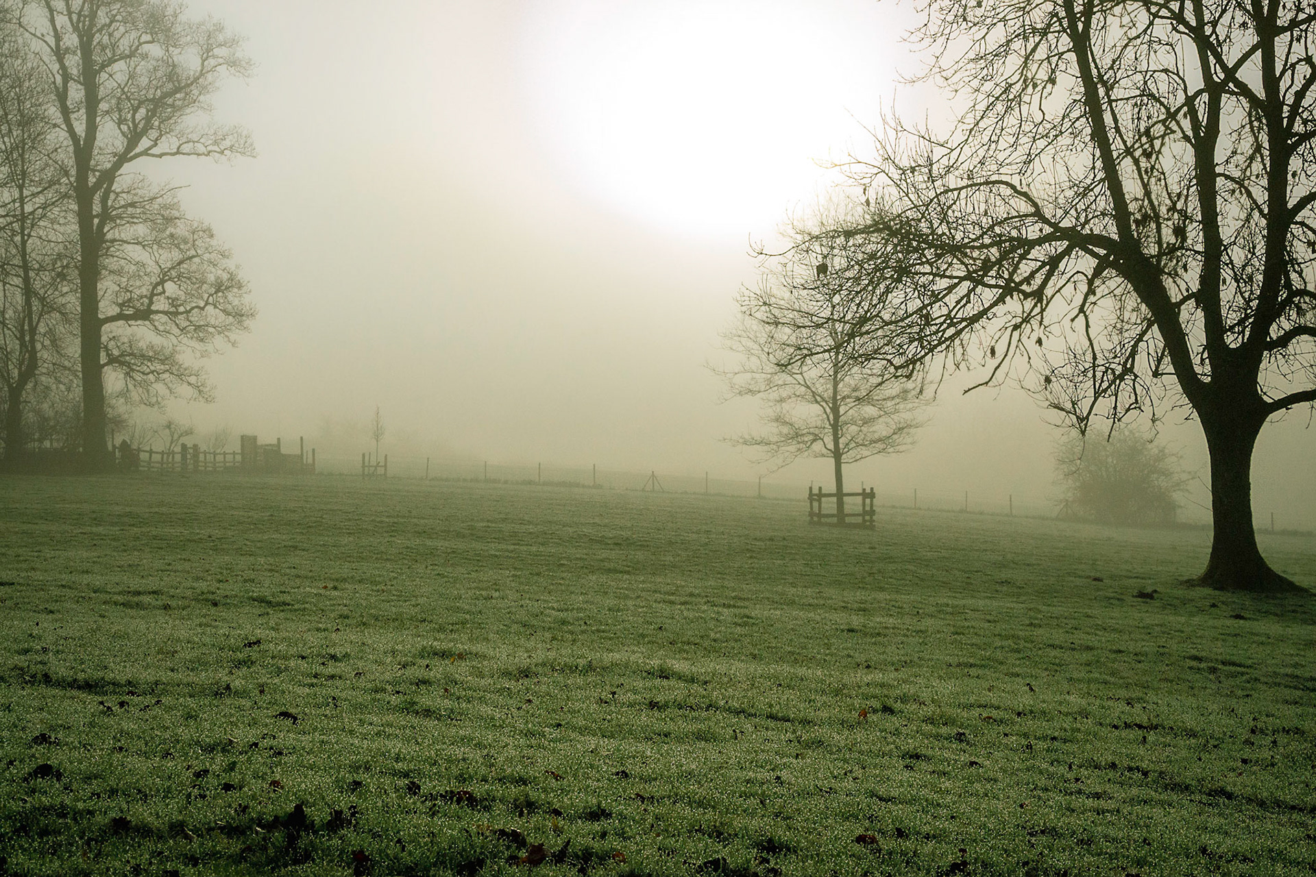 Morning Mist