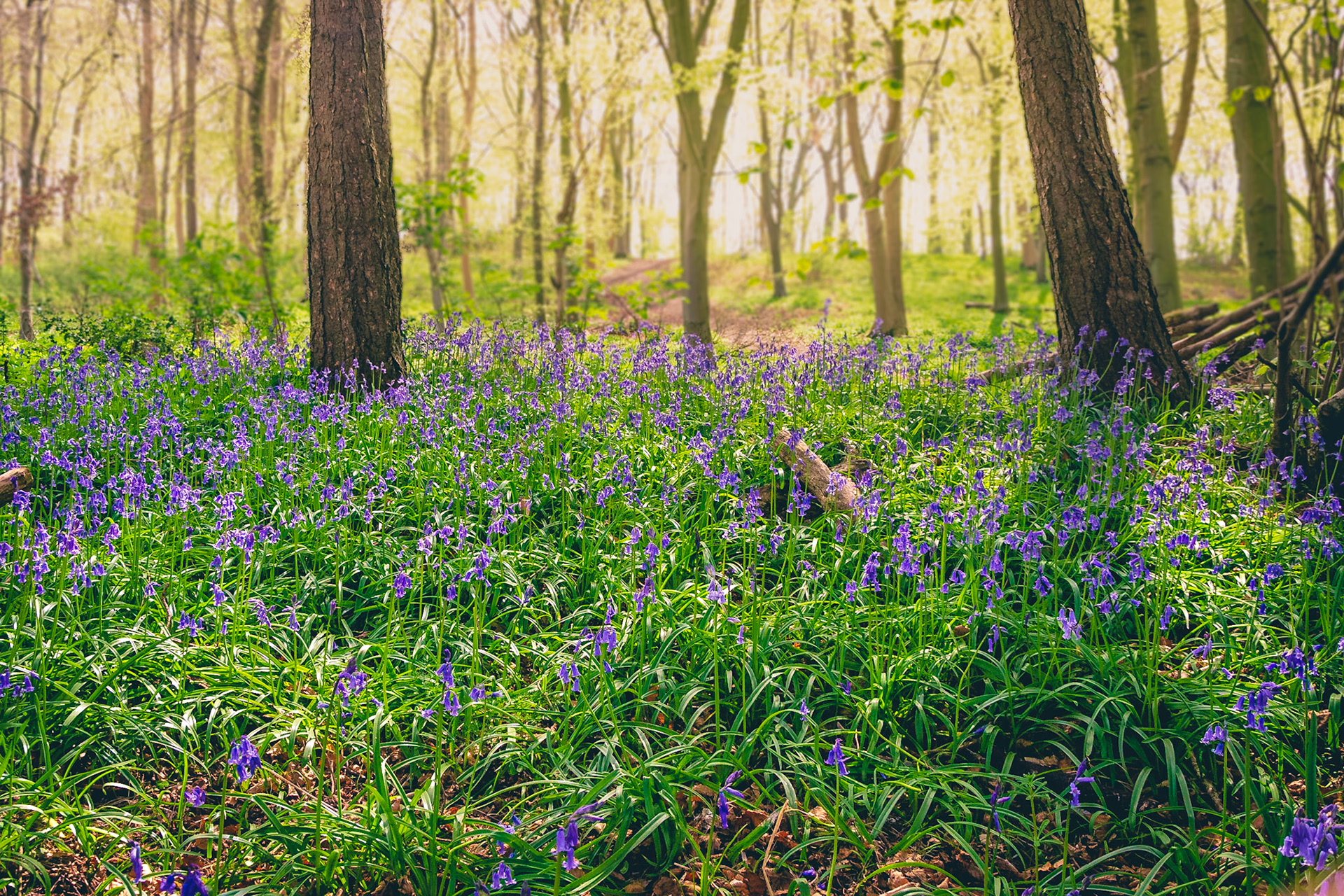 Spring sunlight