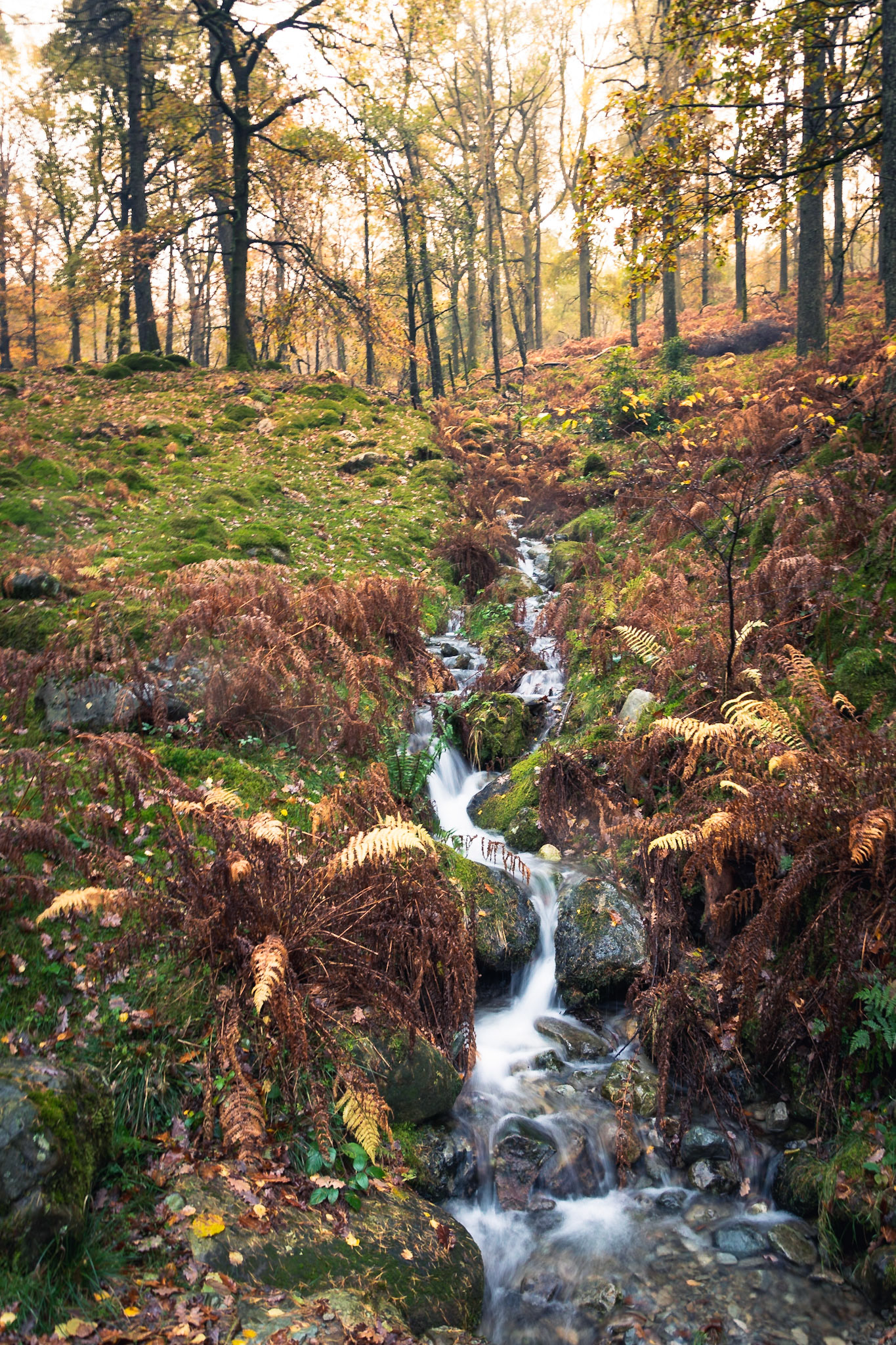 Streams