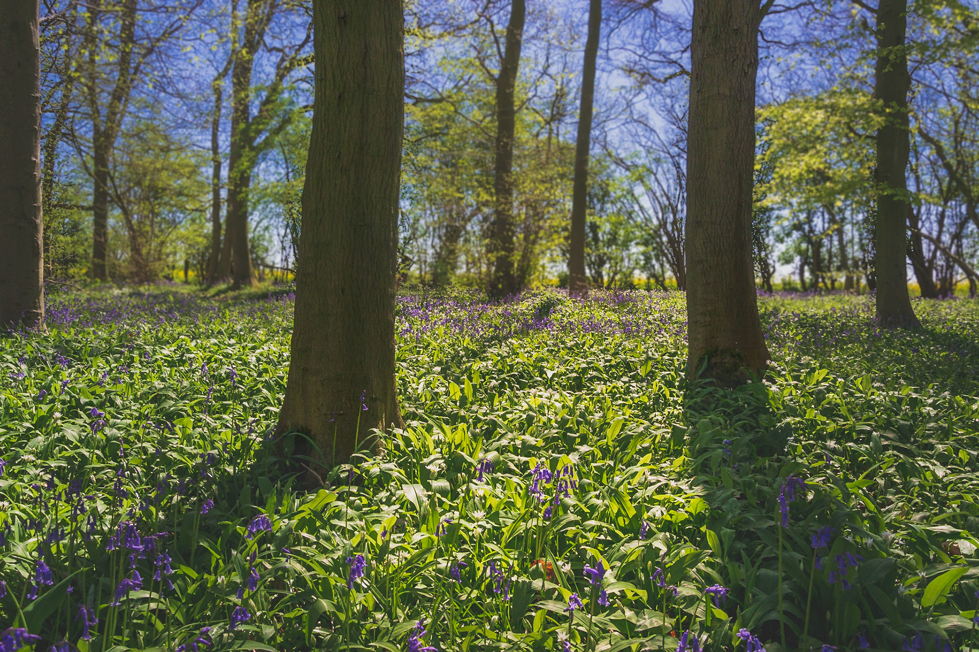 Spring Light