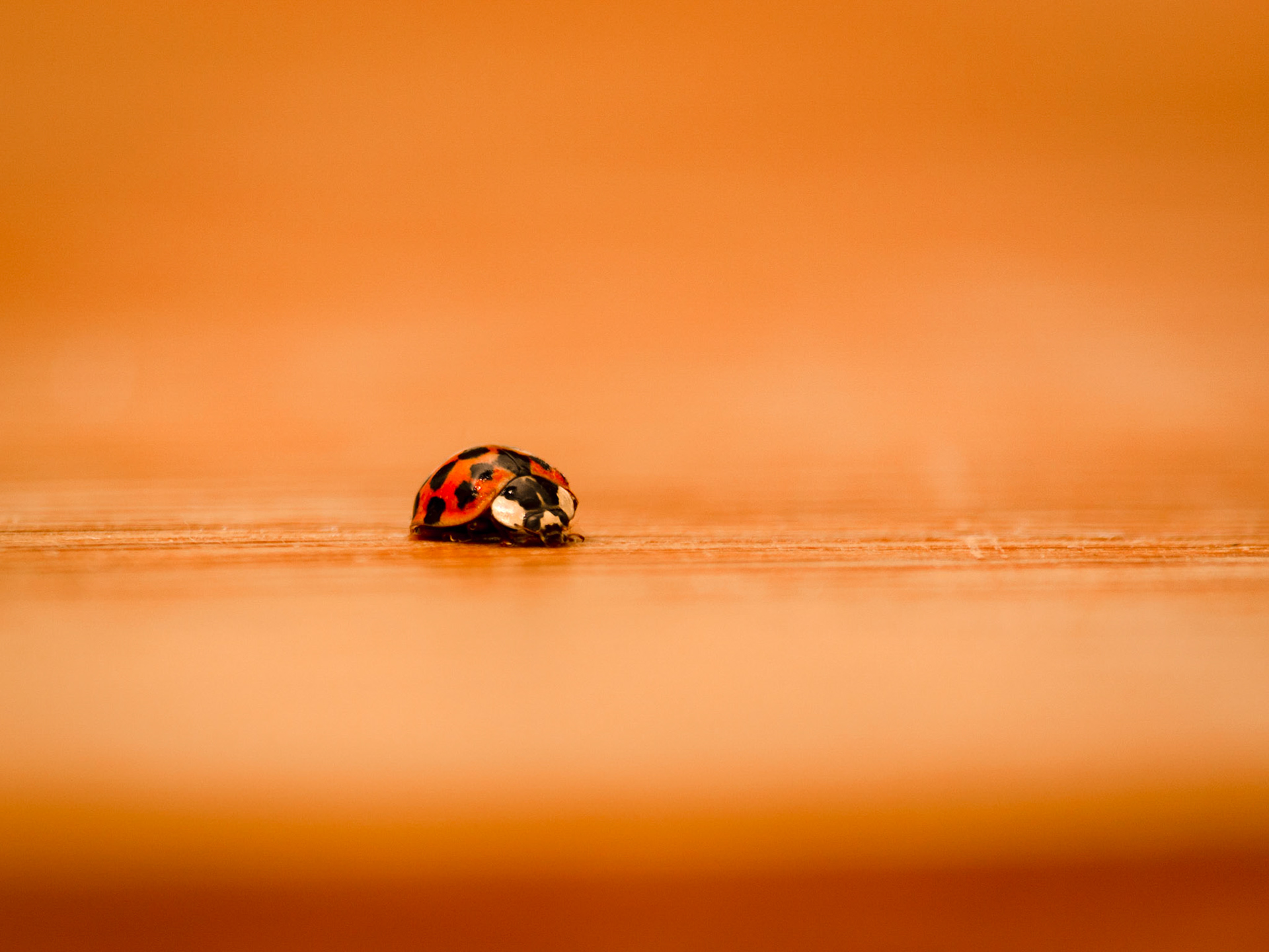 ladybird