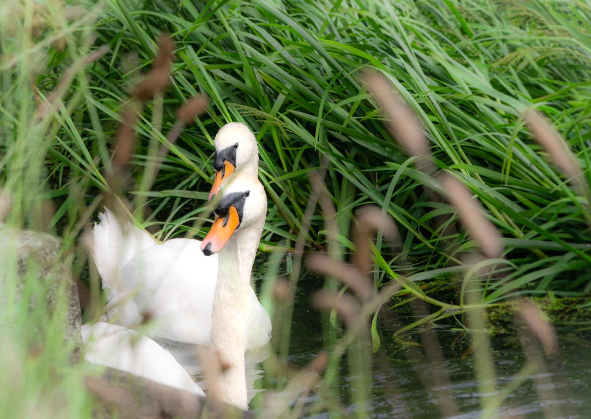 Synchronised Swimming