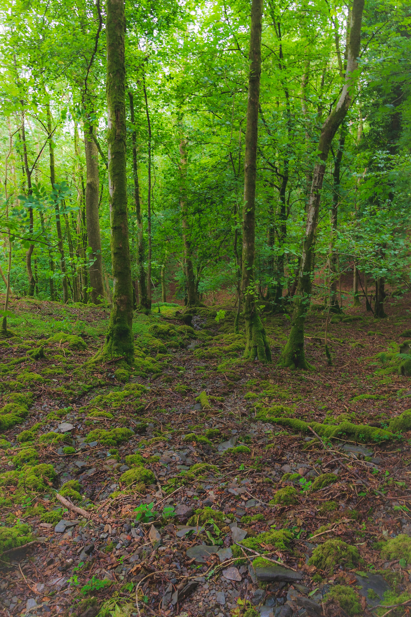 Woodland walk