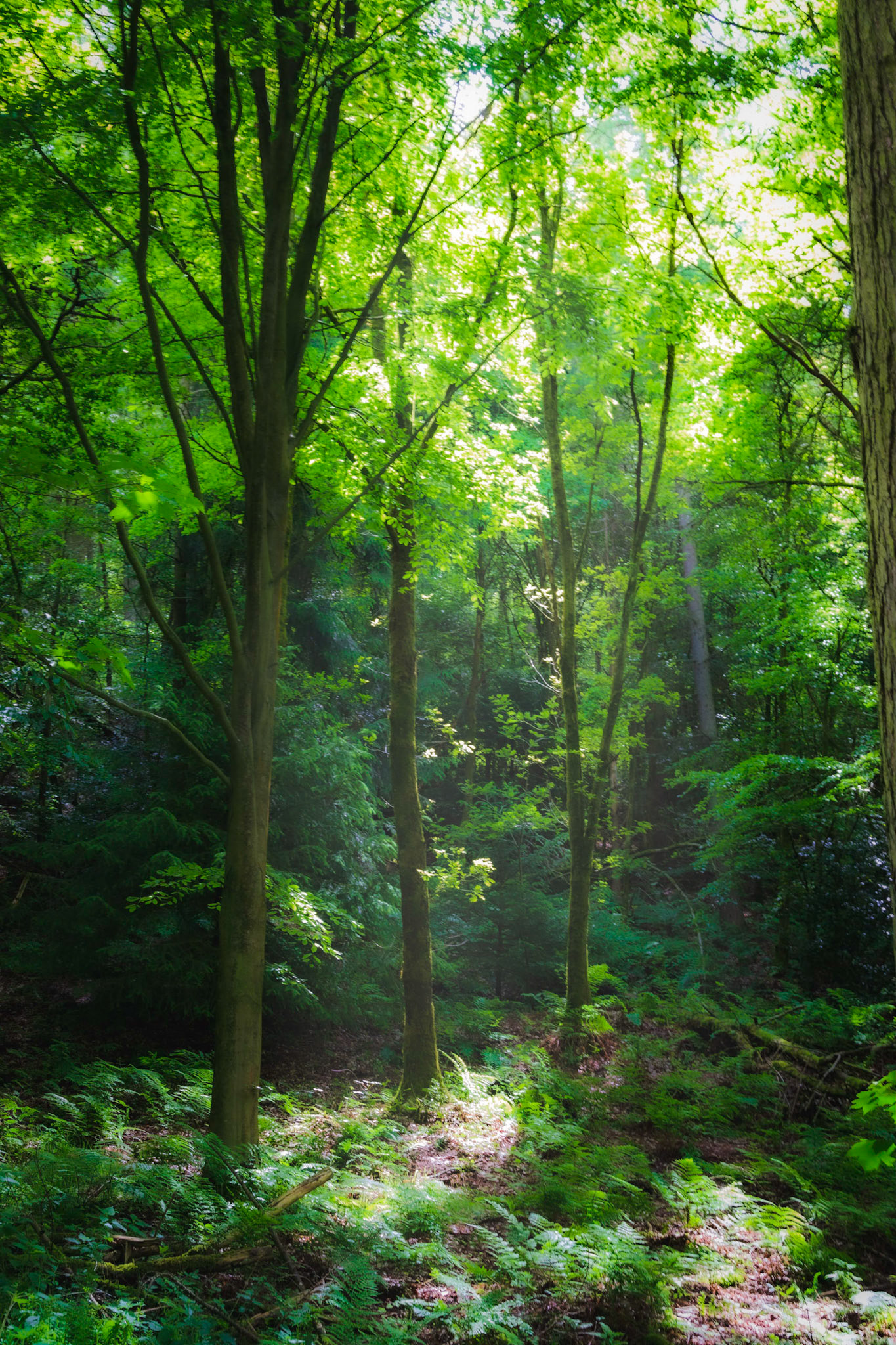 Breaking Light