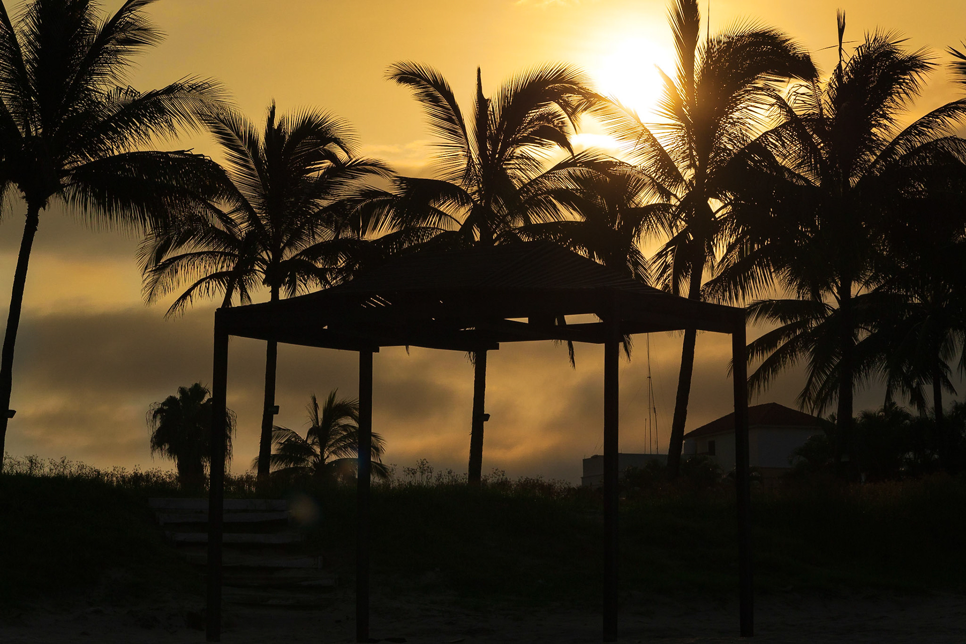 Palms