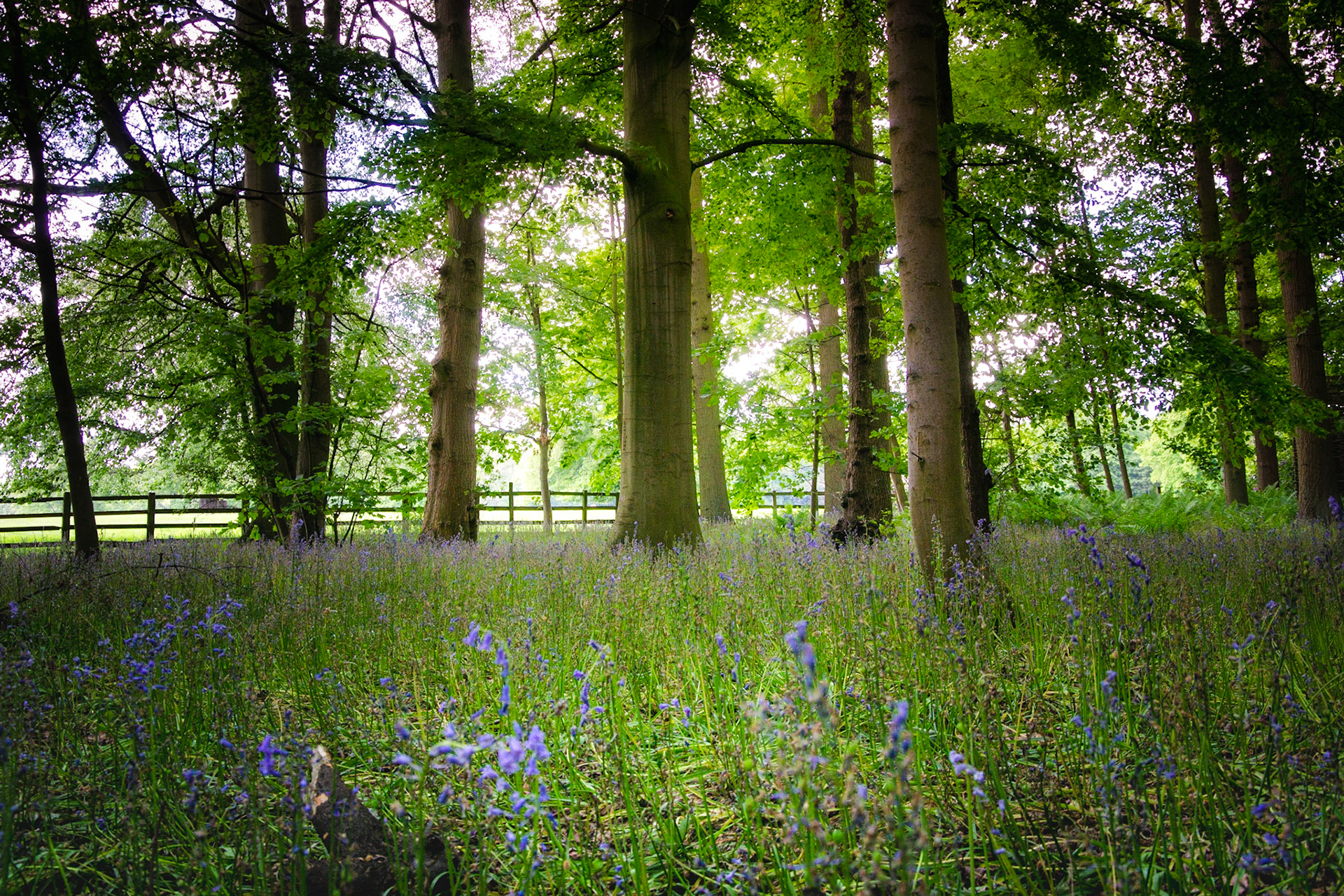 Bluebells