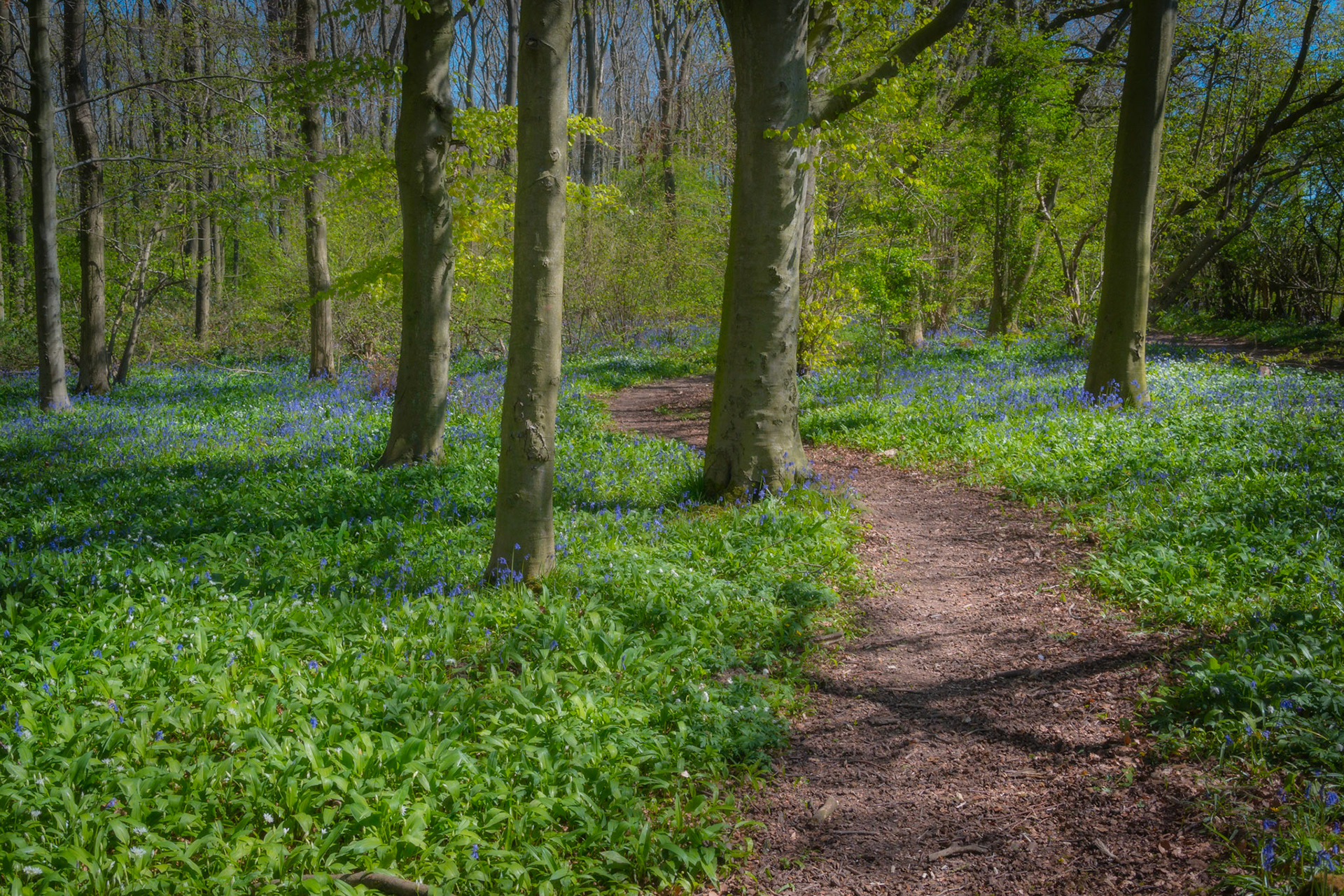 A walk in the woods
