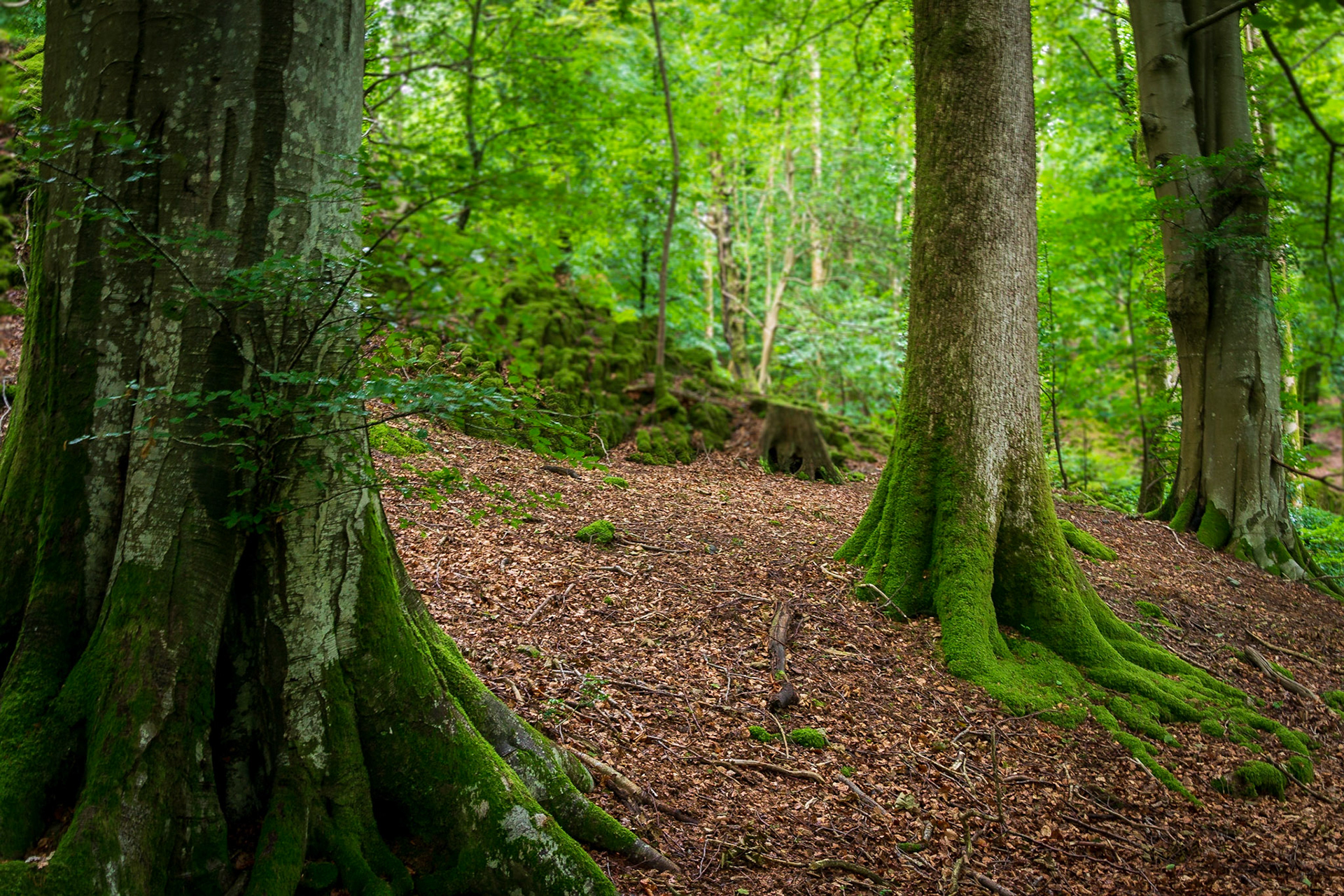 tree line