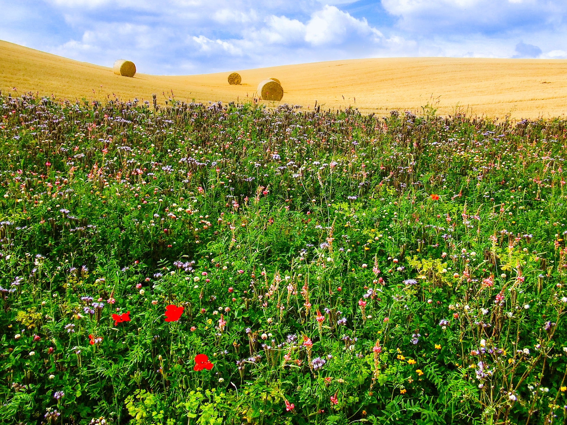 Wildflower Meadow
