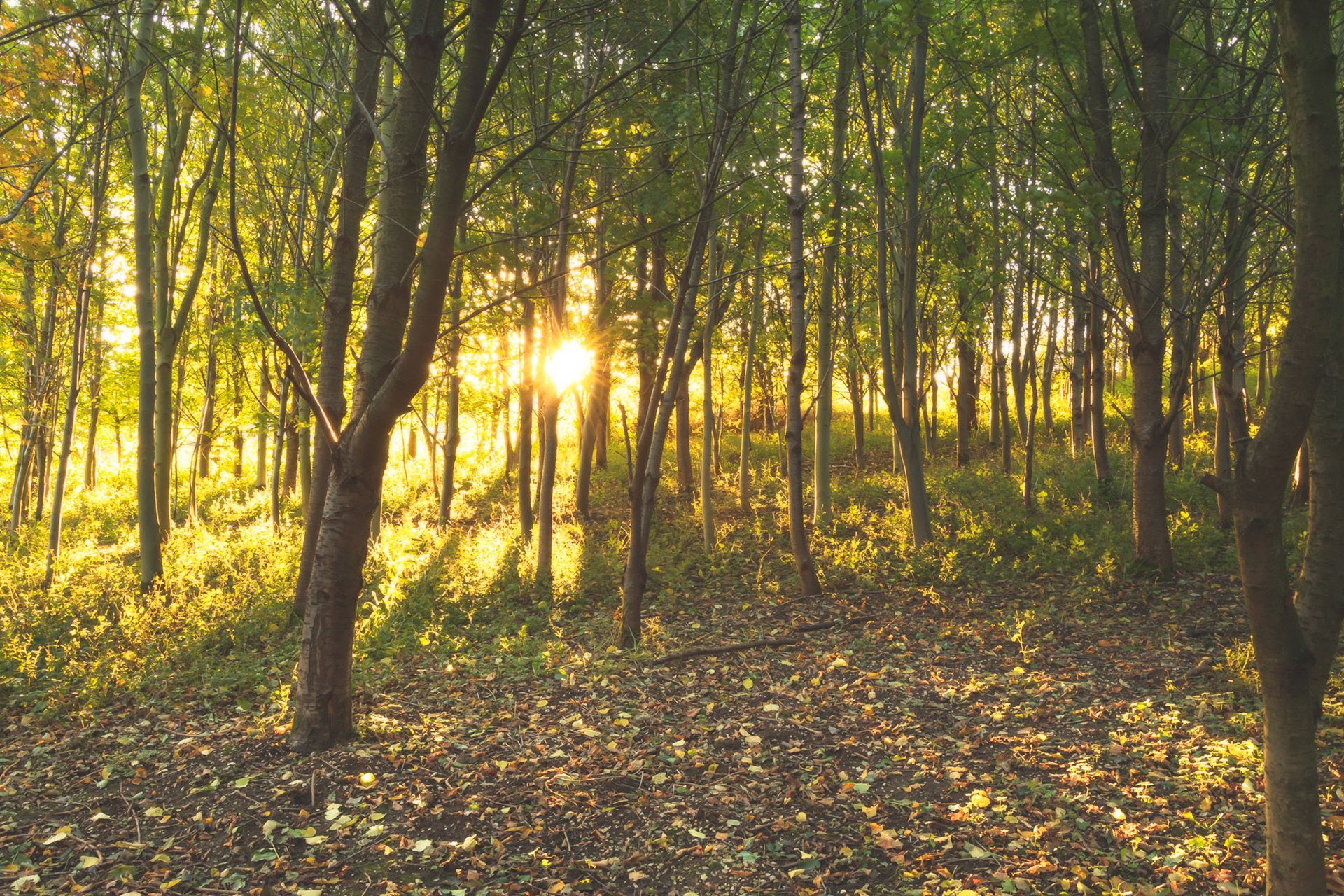 Golden Forest