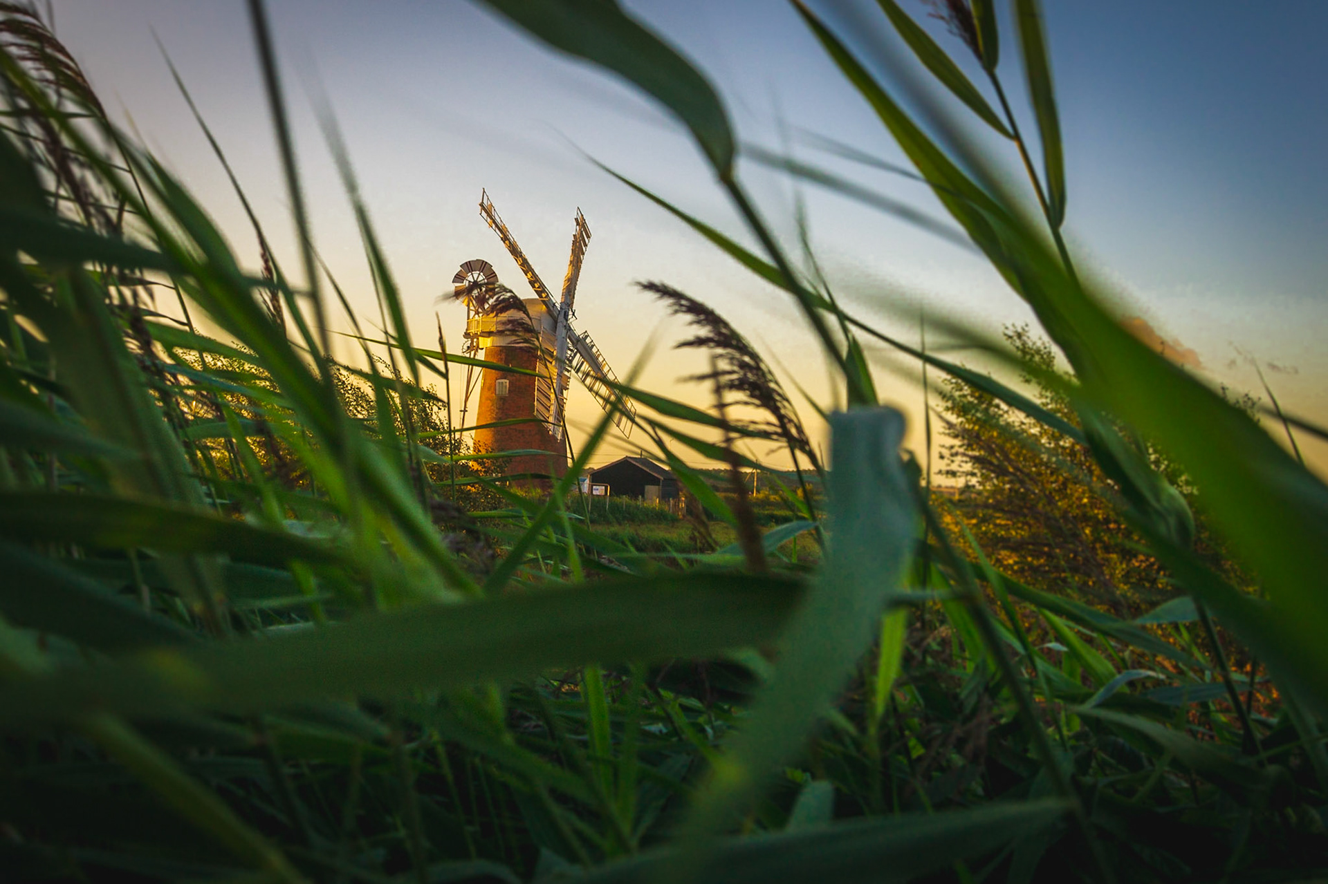 reeds