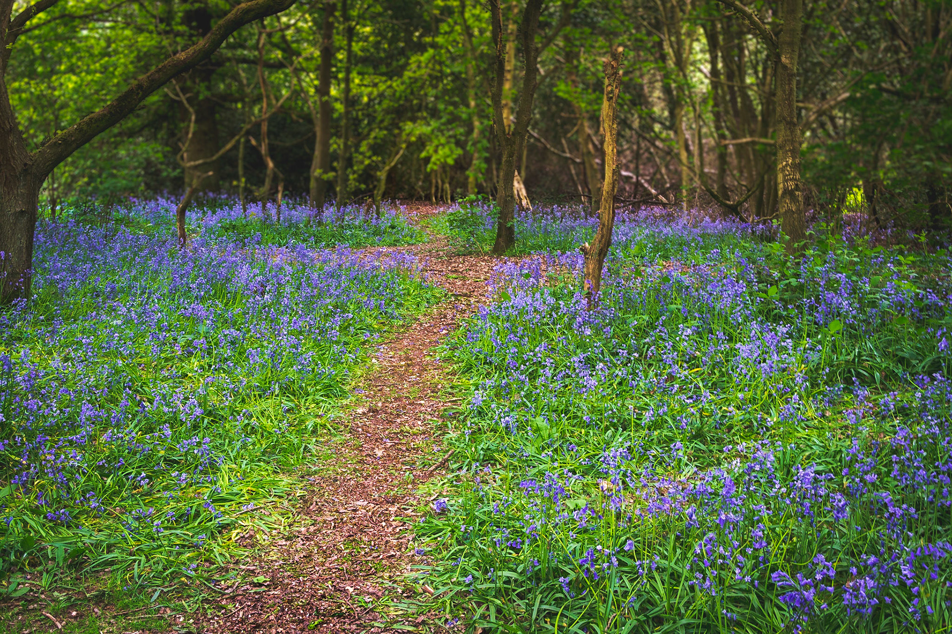 Through the woods