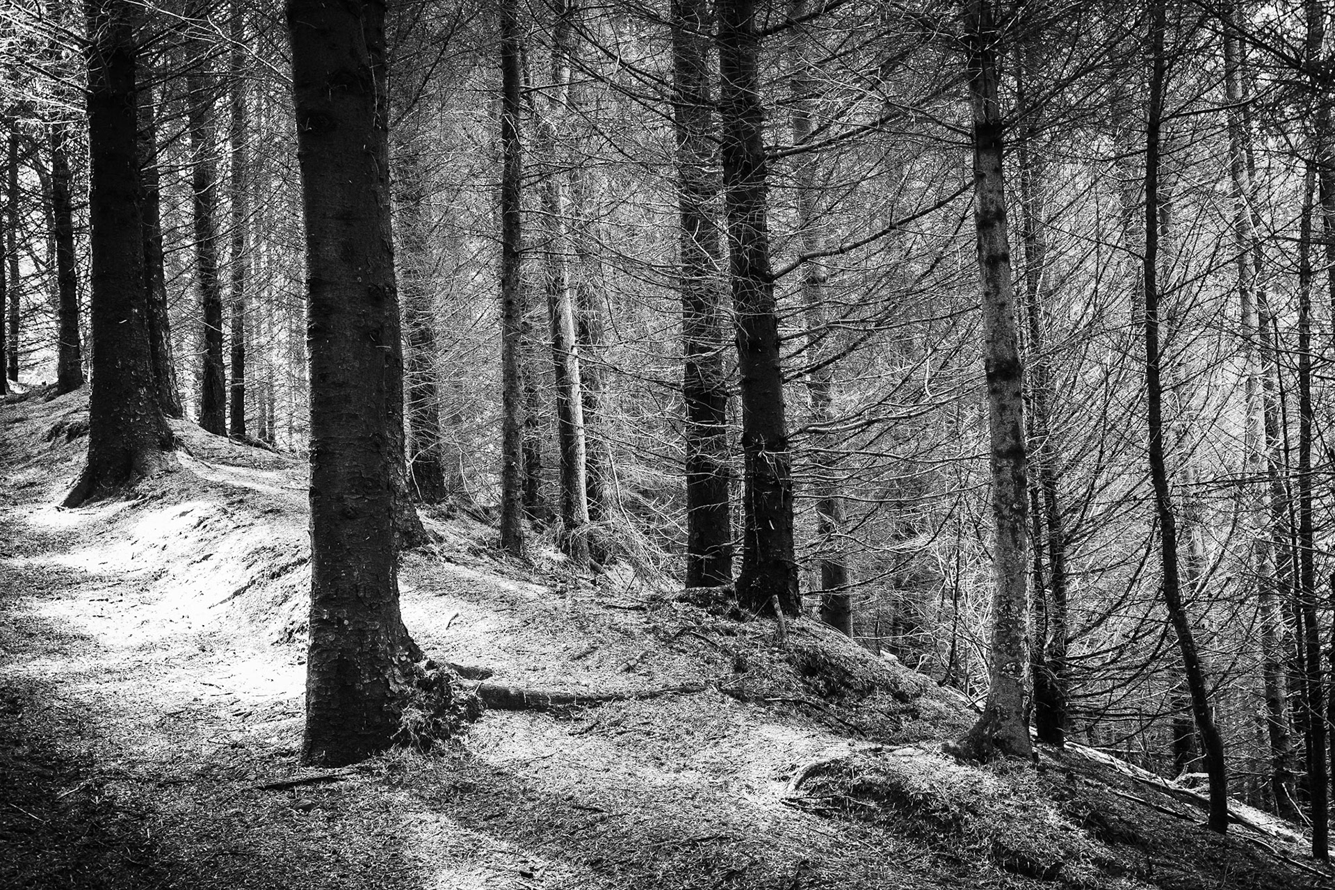 Treeline