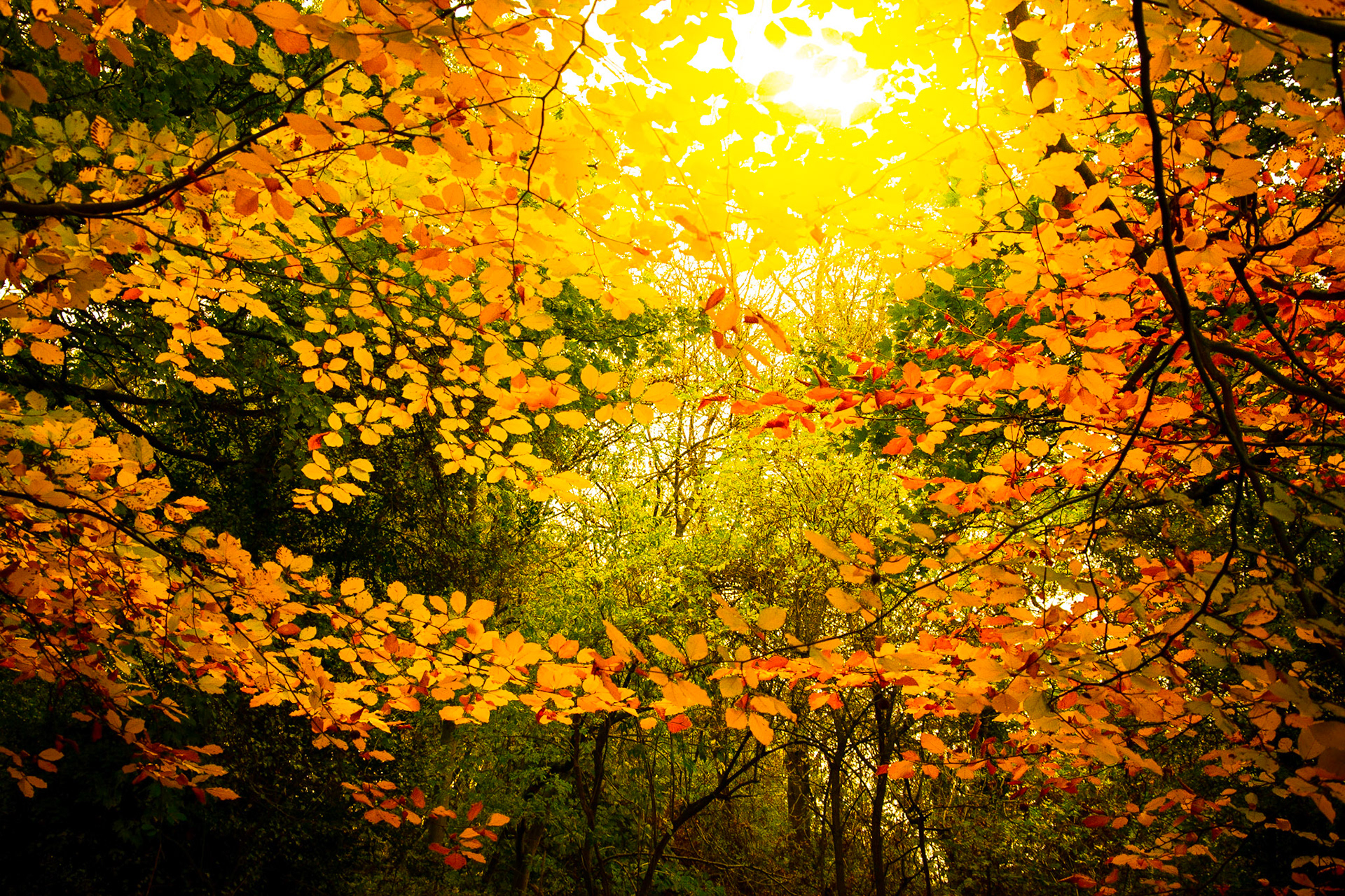 Here Comes the Sun